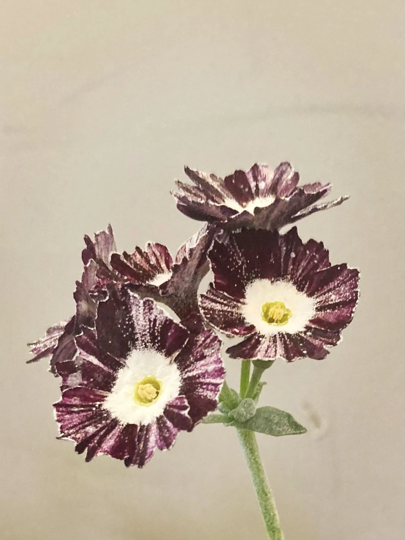 For a couple of years I&rsquo;ve been falling in love with auriculas! 
They&rsquo;ve been a source of inspiration for my illustrations and I&rsquo;ve been coveting some highly collectible (and VERY expensive 😳) varieties on eBay

Yesterday I visited