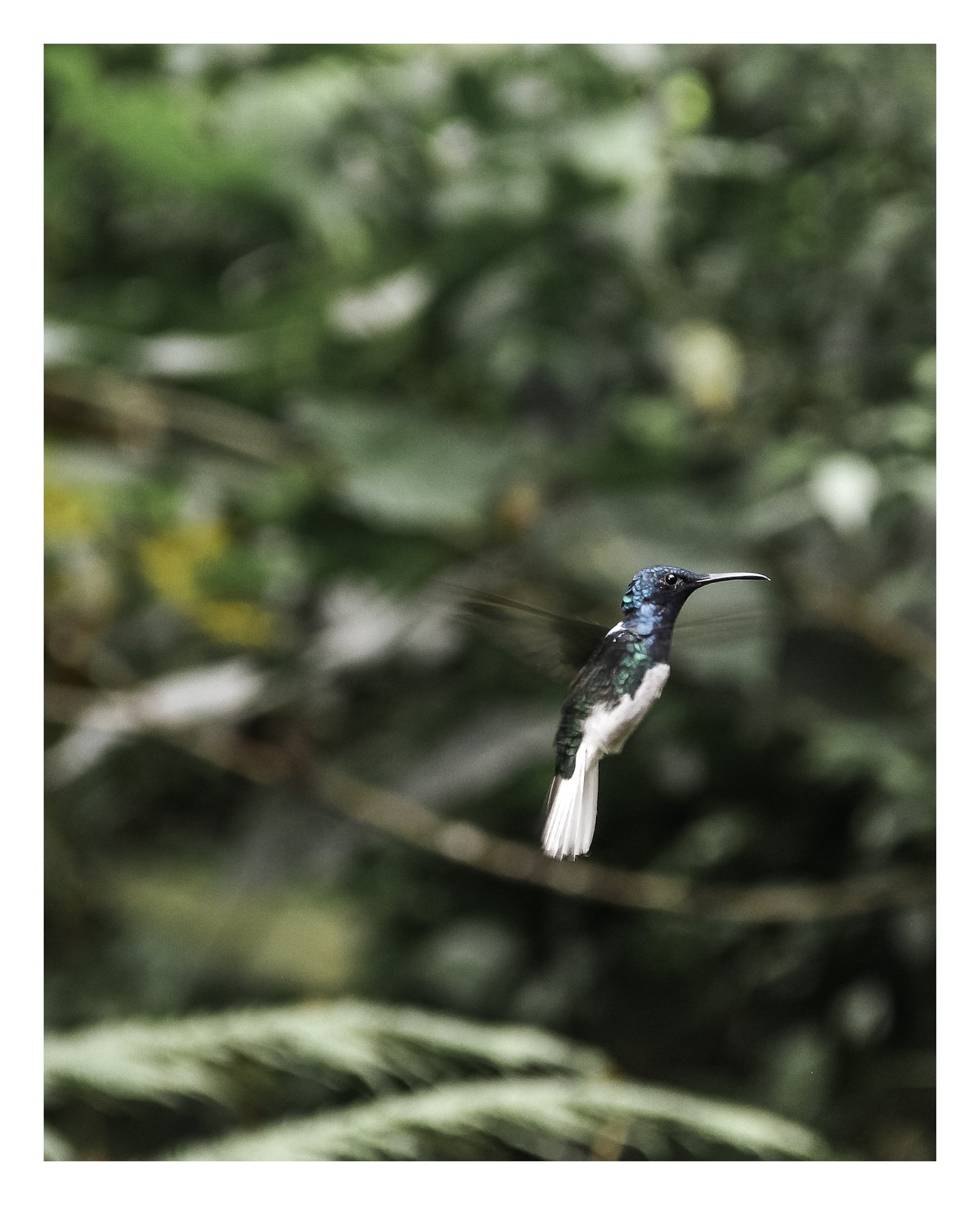 Elizabeth Kochergin Hummingbird - The colours of the ocean.jpeg
