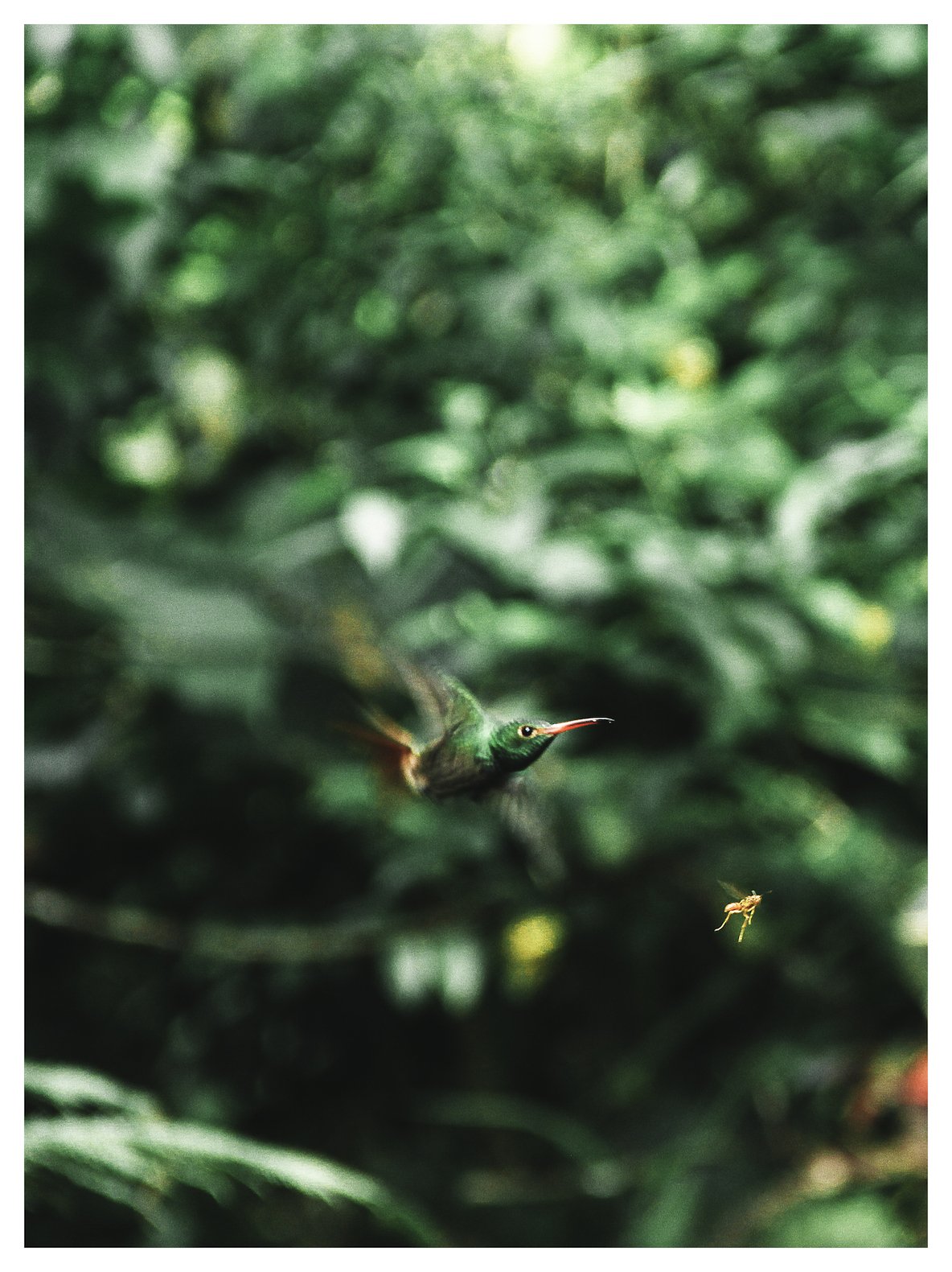 Elizabeth Kochergin Hummingbird - The Race.jpeg
