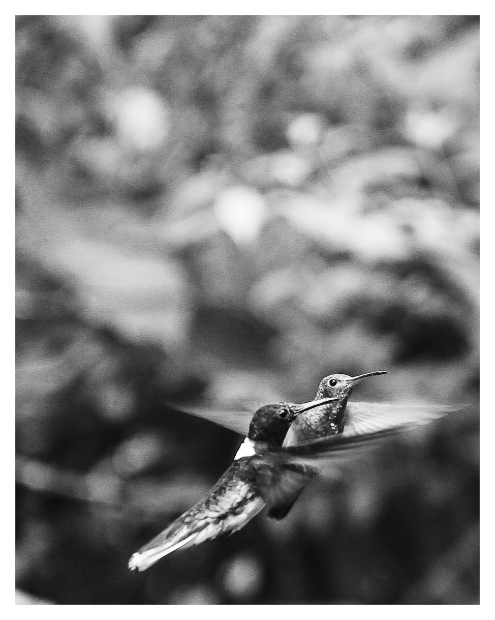Elizabeth Kochergin Hummingbird - winged angels.jpeg