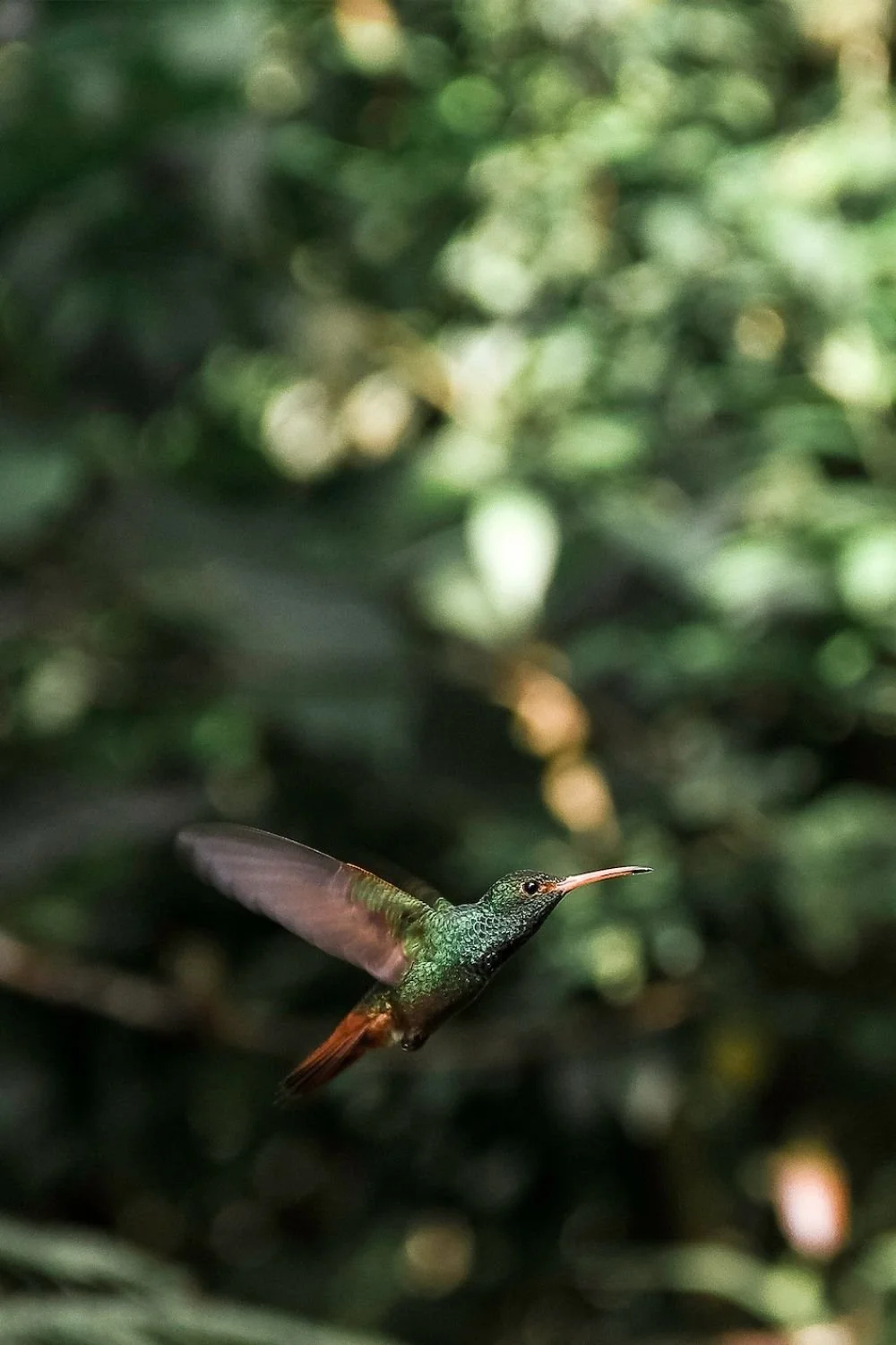Equator-Noon-Hummingbird-print.jpg
