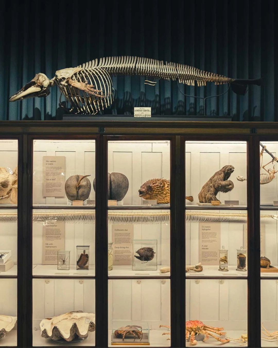 Mangler du et tip til efter&aring;rsferien? Vi har lavet visuelt koncept og formidling til udstillingen &quot;Vilde Vidunderlige Verden&quot; p&aring; Statens Naturhistoriske Museum.

I udstilling kan du komme helt t&aelig;t p&aring; den vilde rigdom