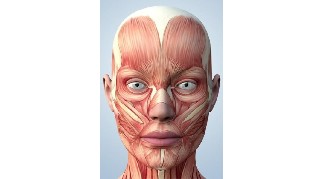 The Brain Muscle Connection That Face Yoga Can Fix — Niki Face Yoga