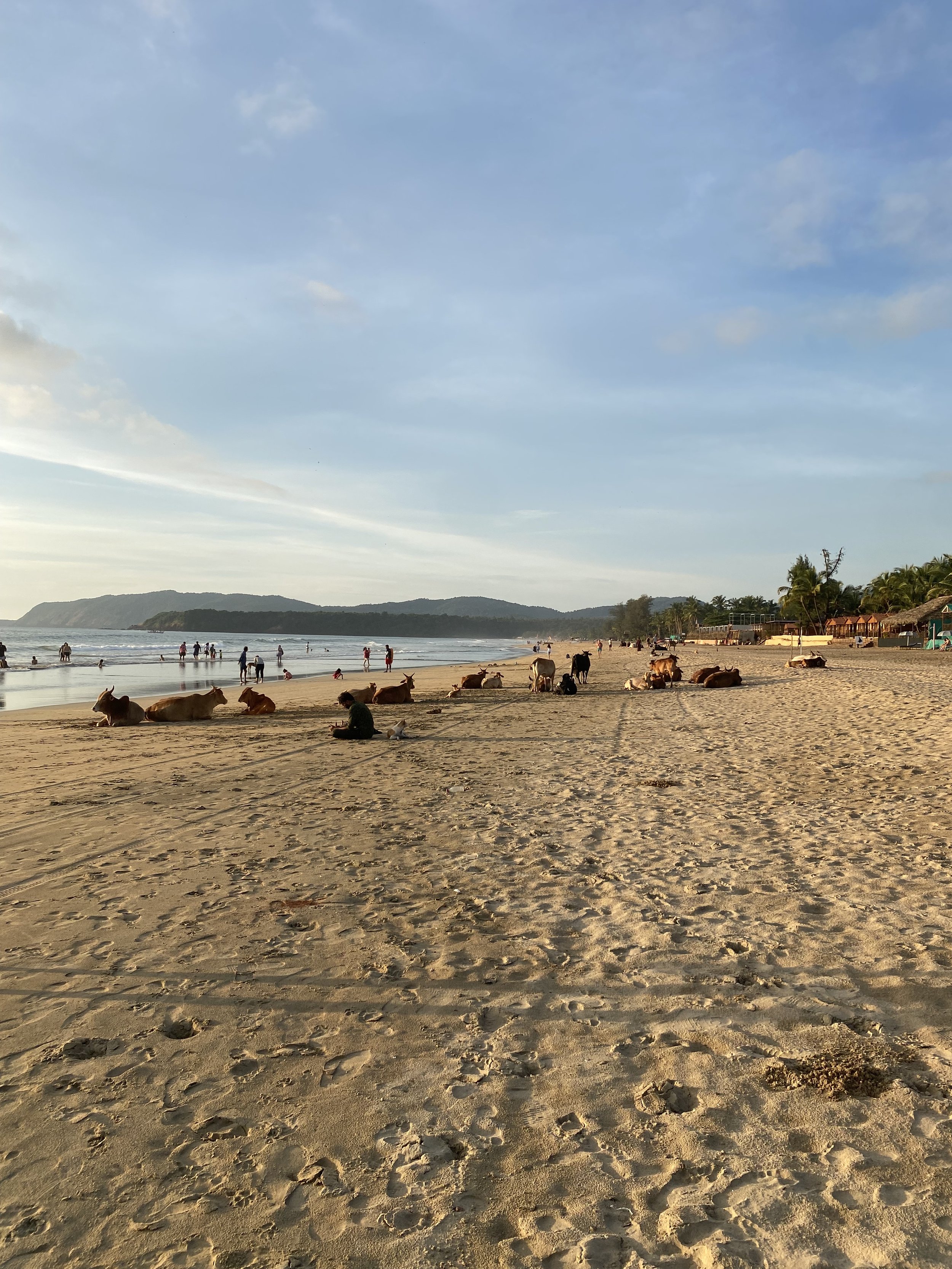 Cows at the beach Goa India Yoga Retreat