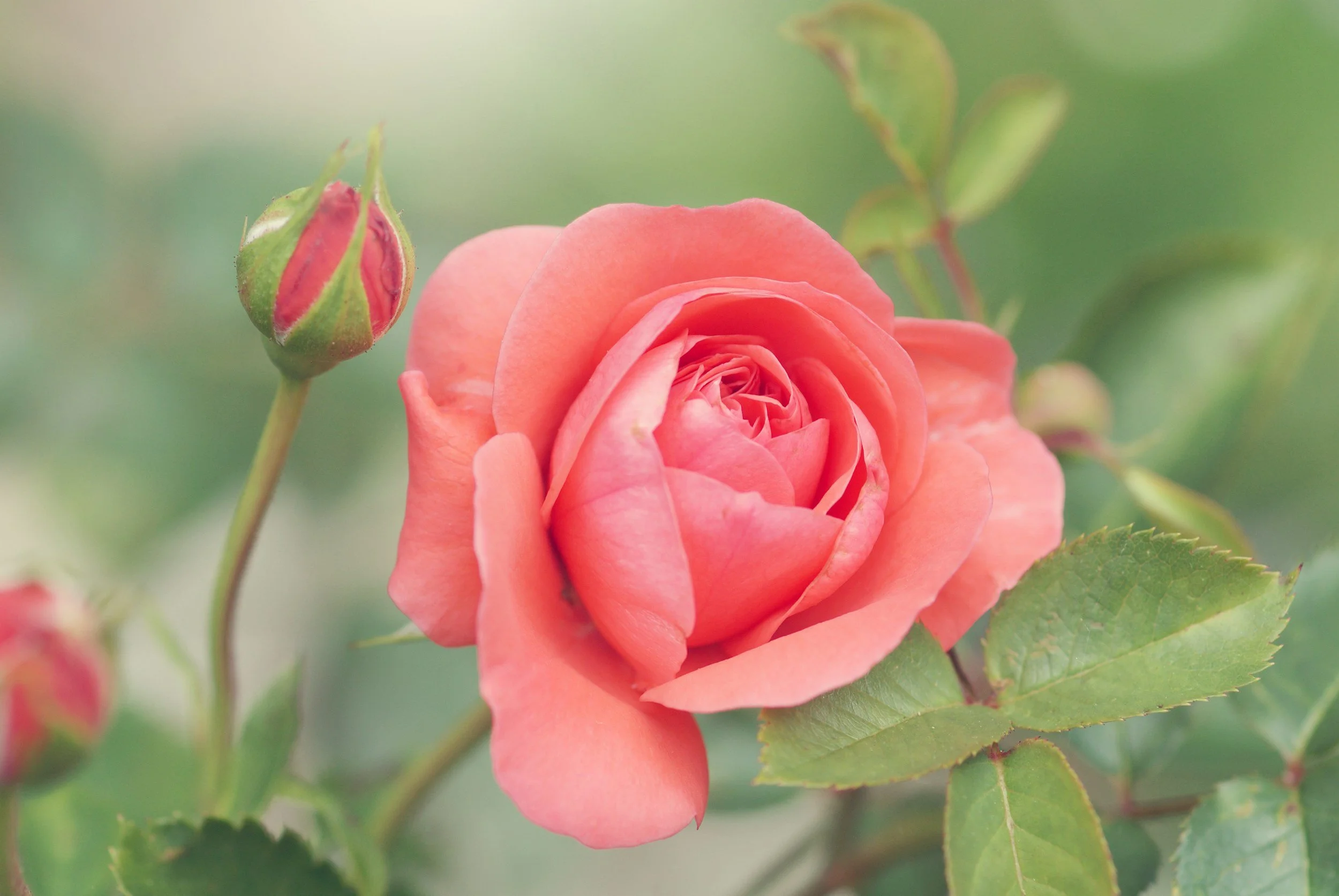 The Scent of a Rose