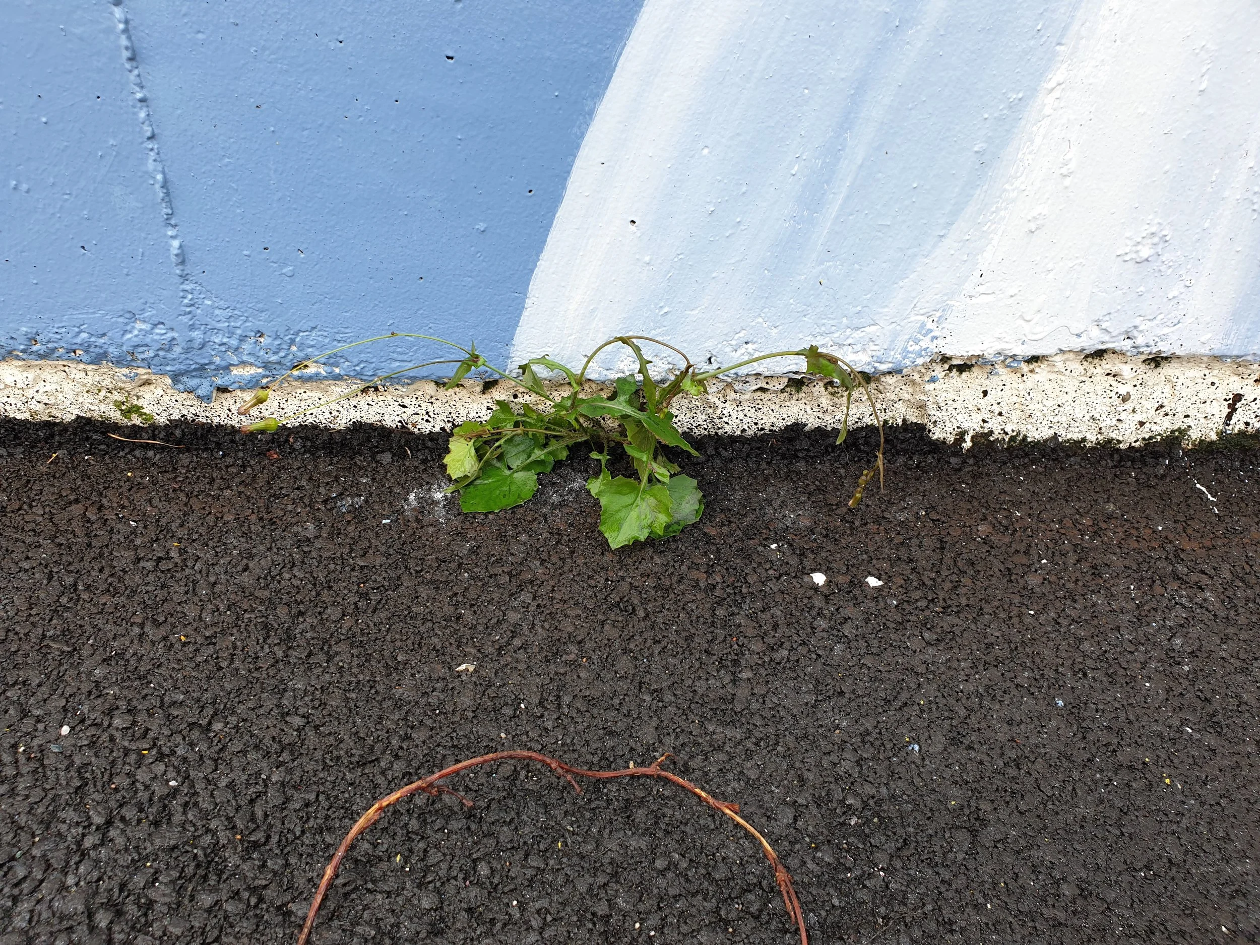 Artbymieke_this Wall_tassle flower.jpg