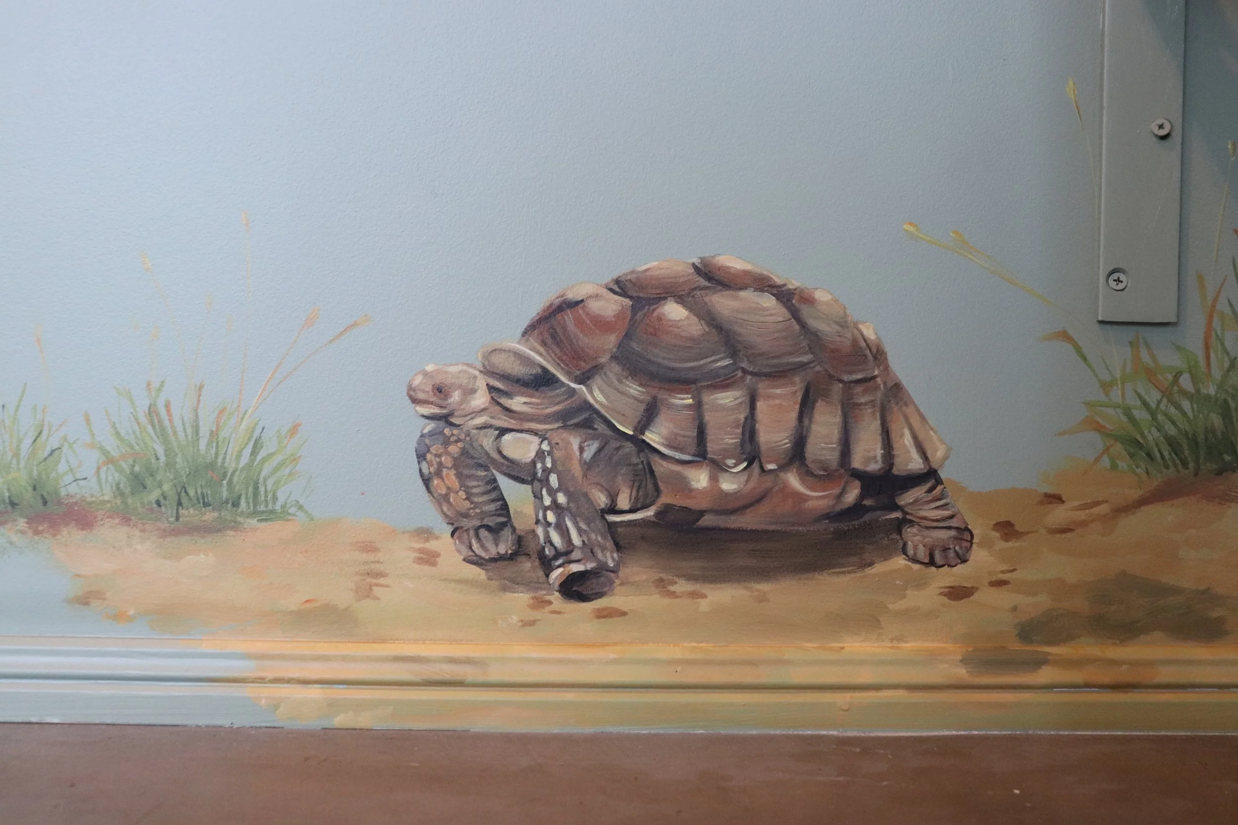 Africa II, tortoise