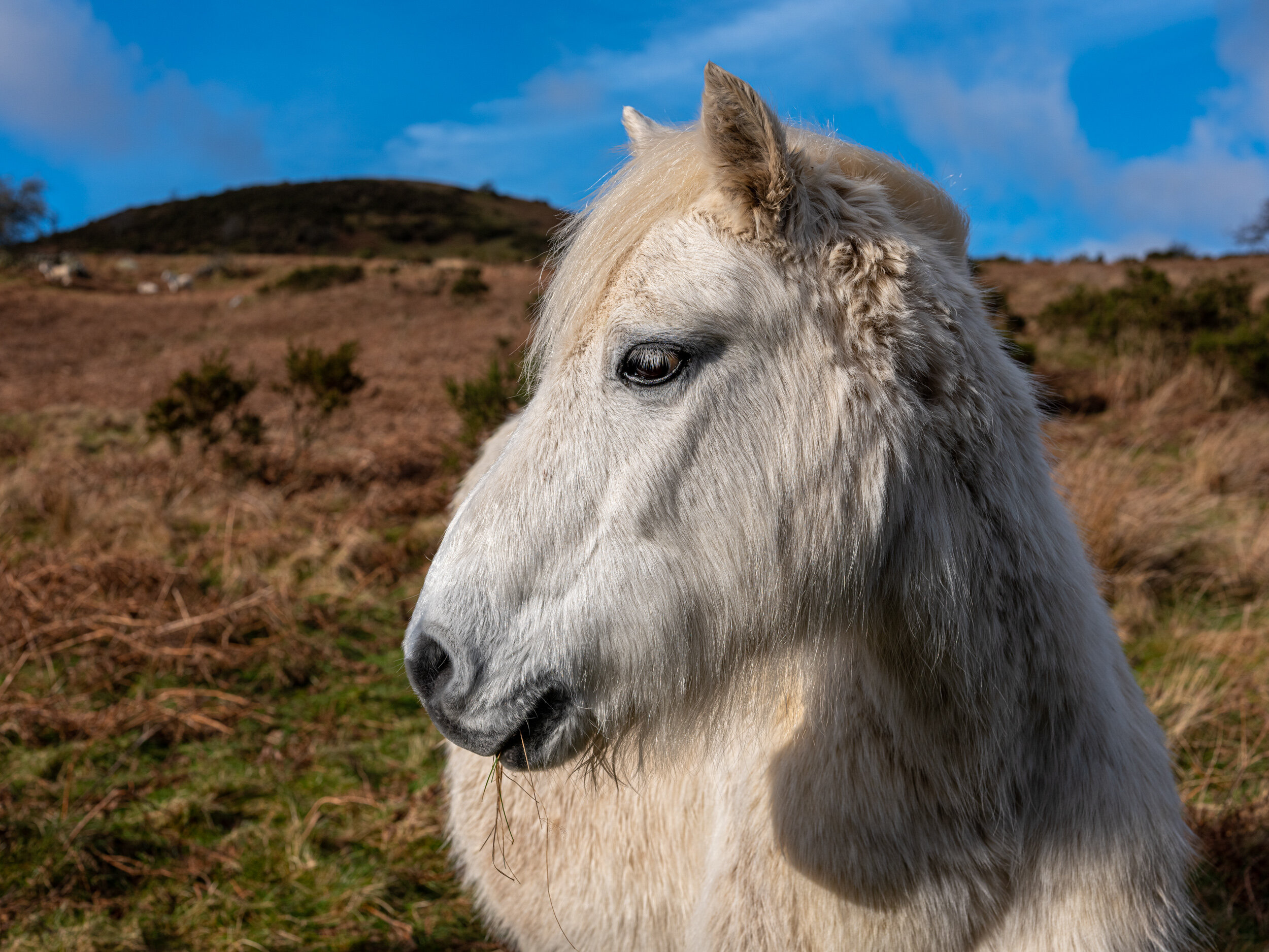 Carneddau_Pony-10.jpg