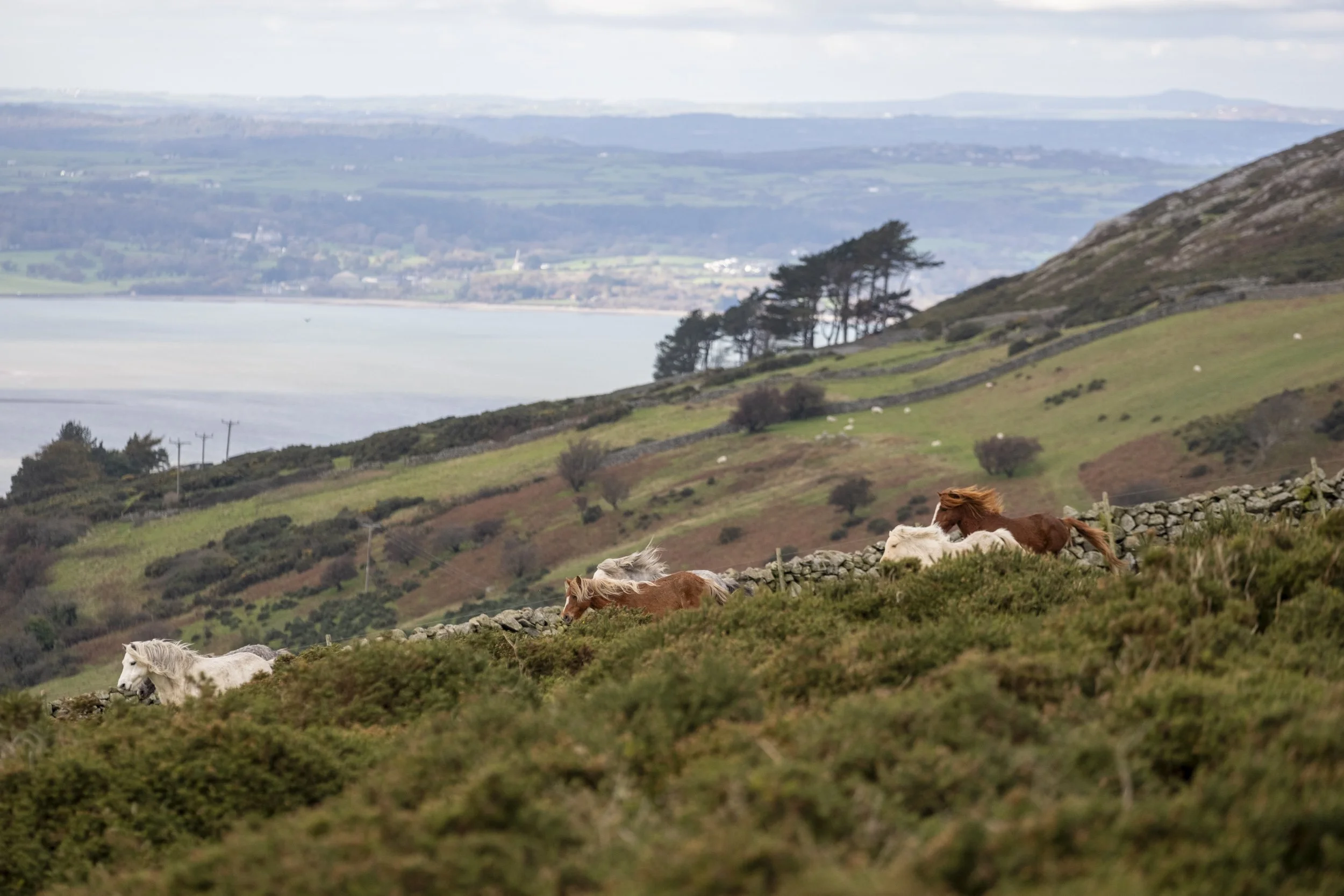 CarneddauPonies-10.jpg