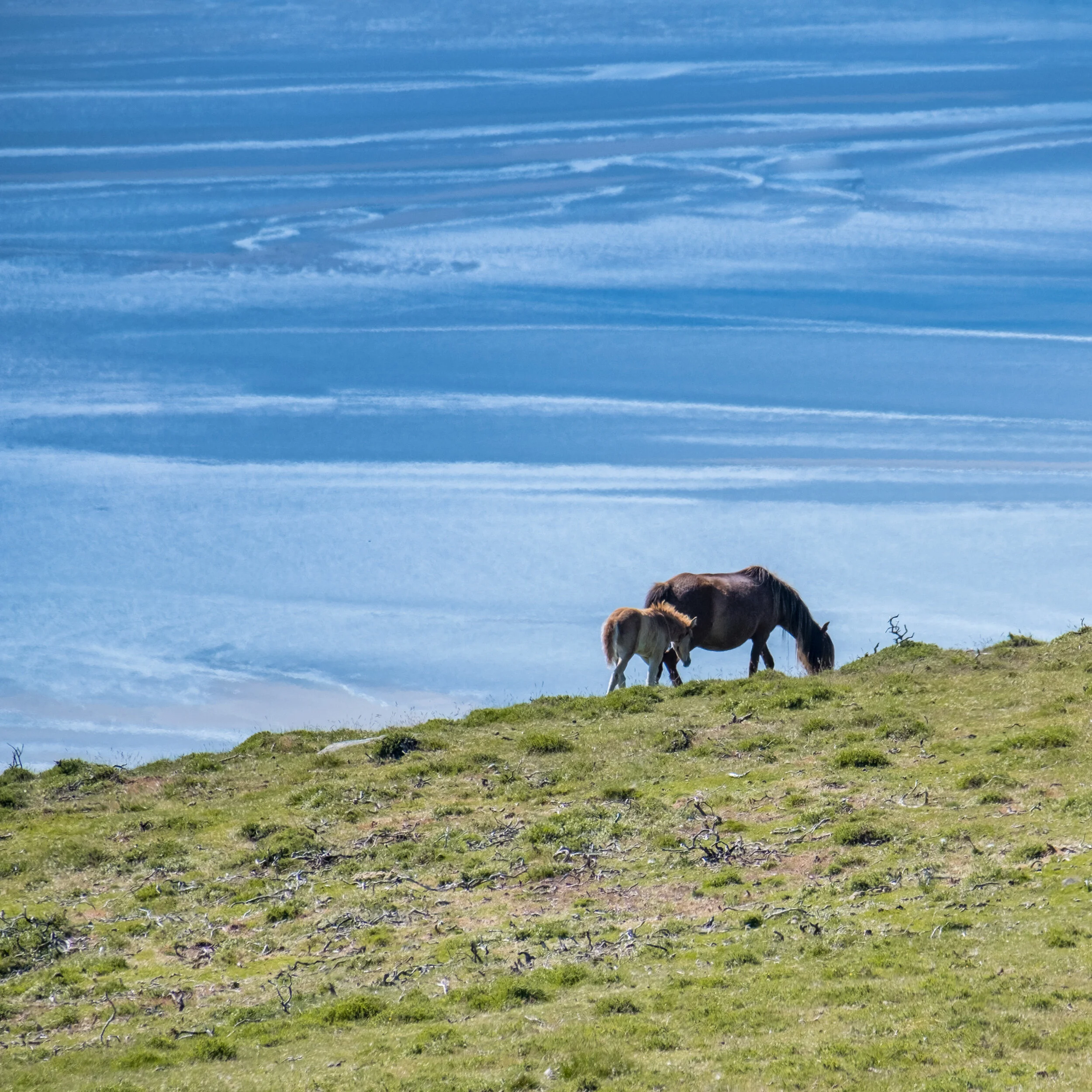 Carneddau_Pony-6.jpg