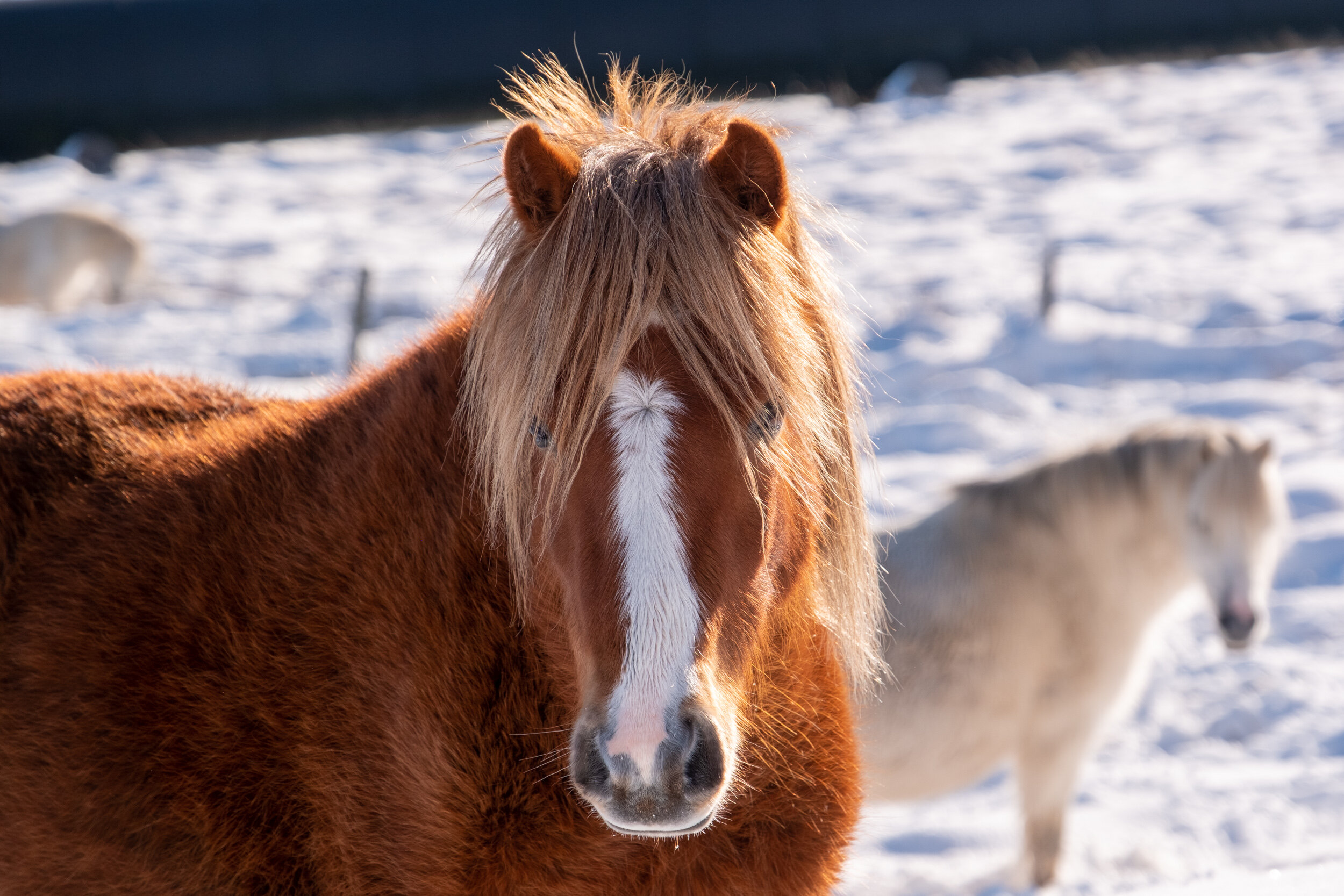 Carneddau_Pony-19.jpg