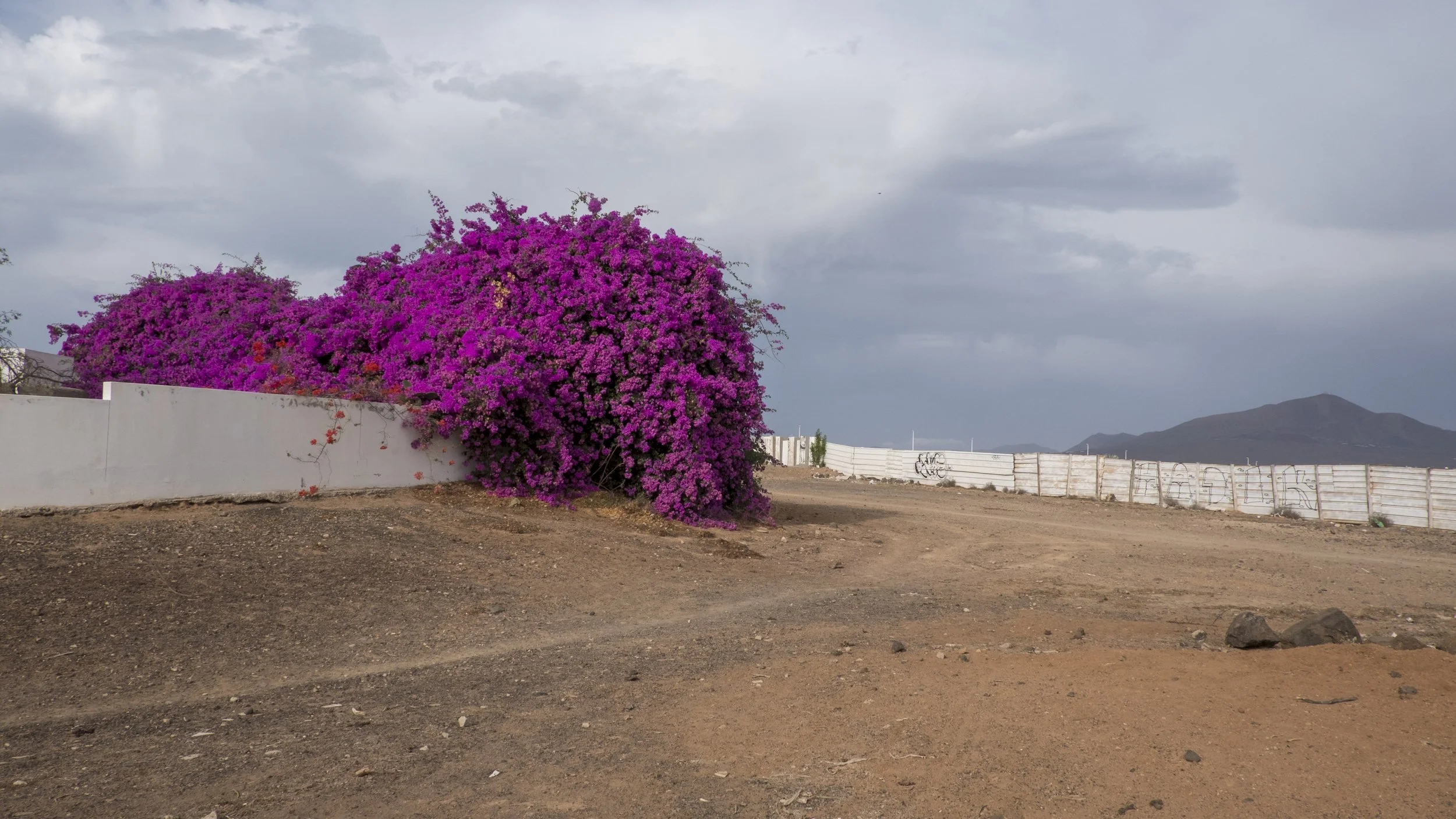 DSCF7856.jpg