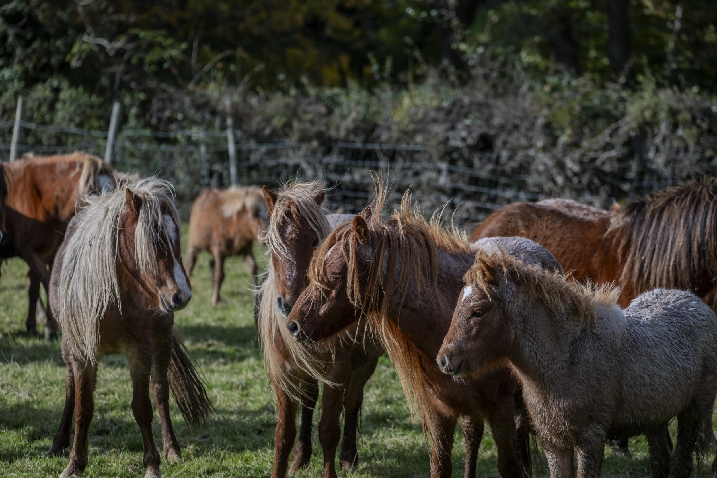 CarneddauPonies-18.jpg