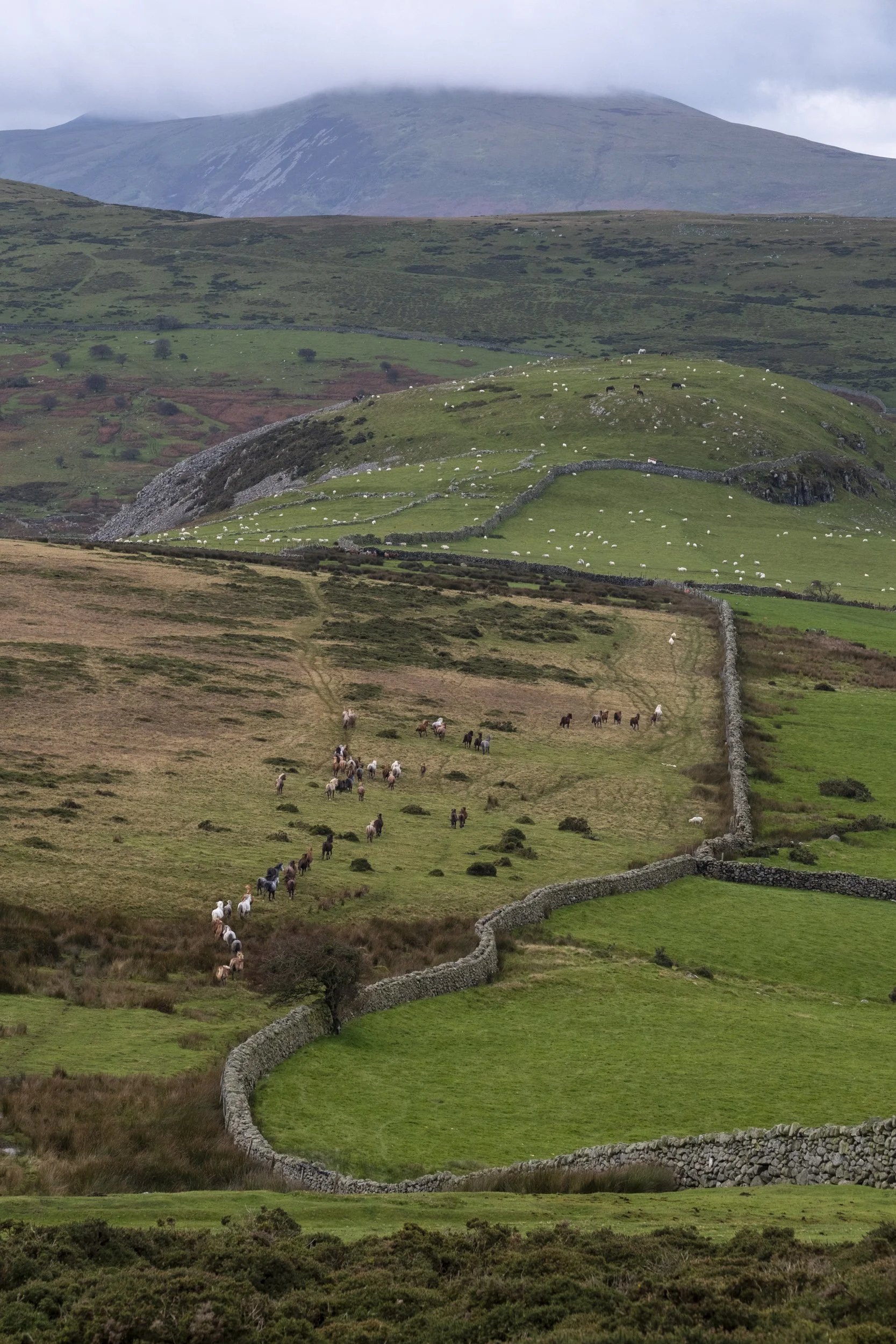 CarneddauPonies-9.jpg