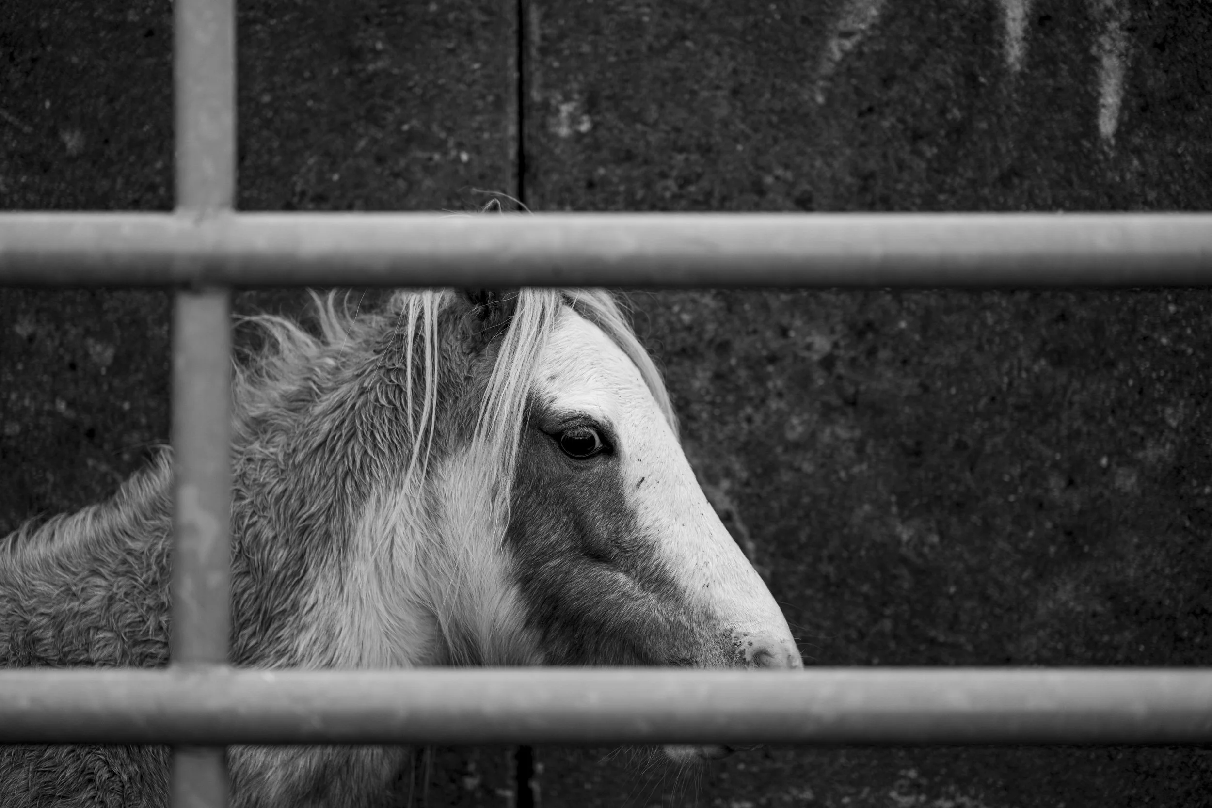 CarneddauPonies-24.jpg