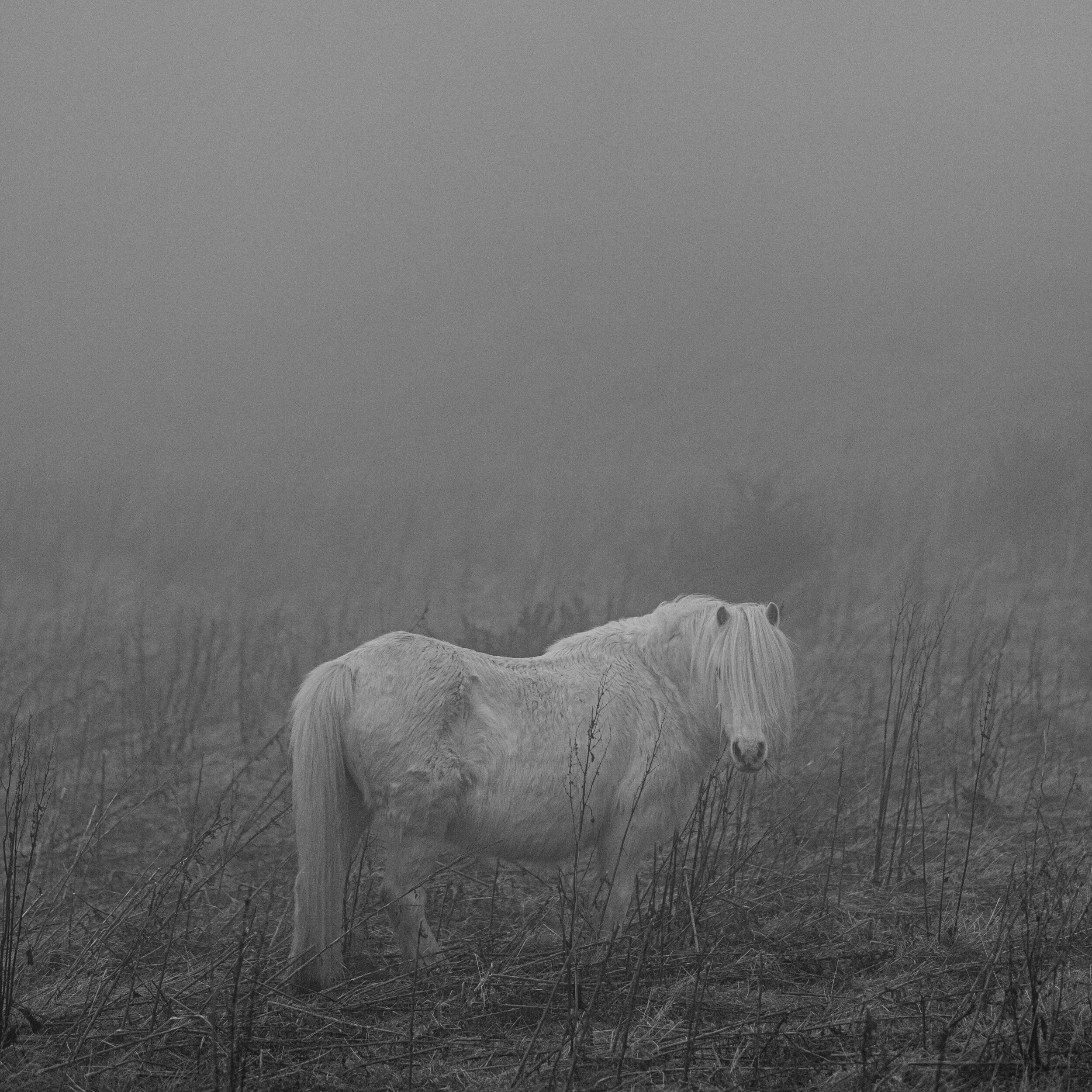 Carneddau_Pony-7.jpg