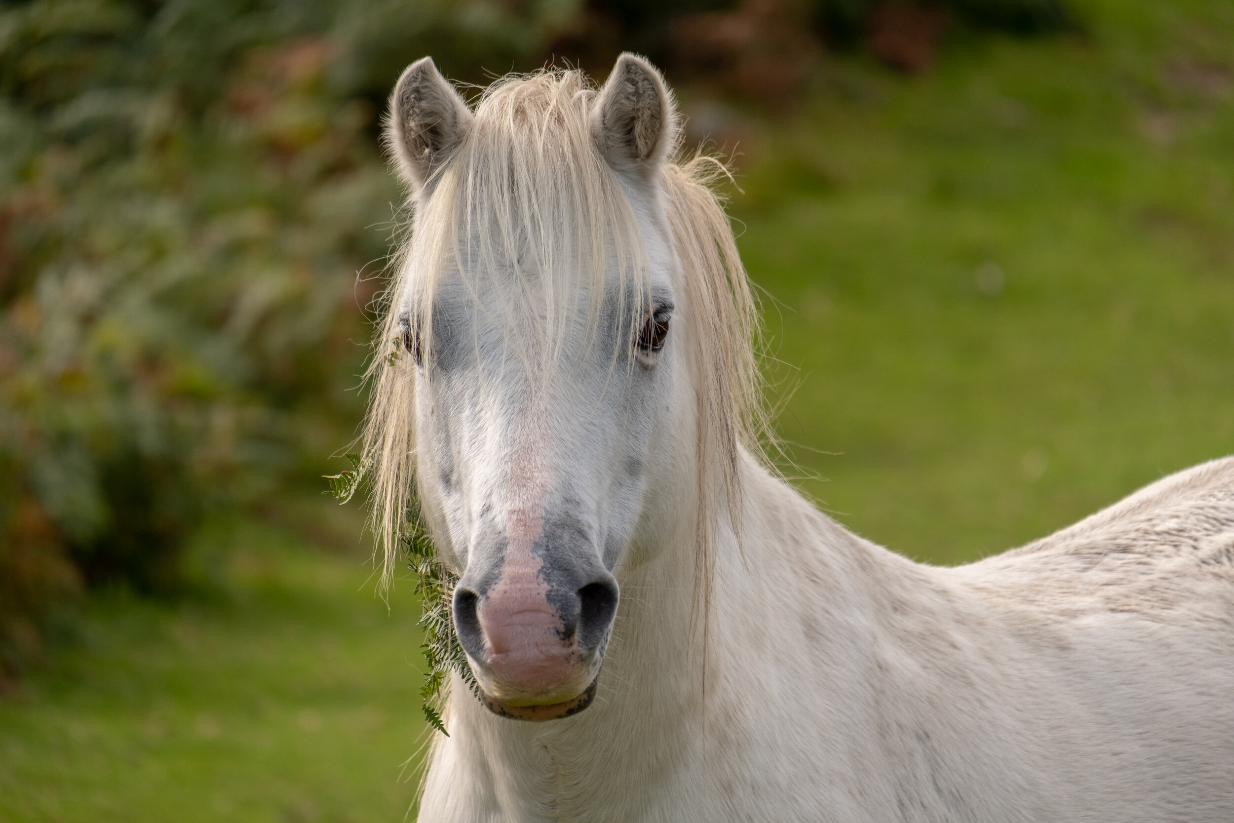Carneddau_Pony-3.jpg