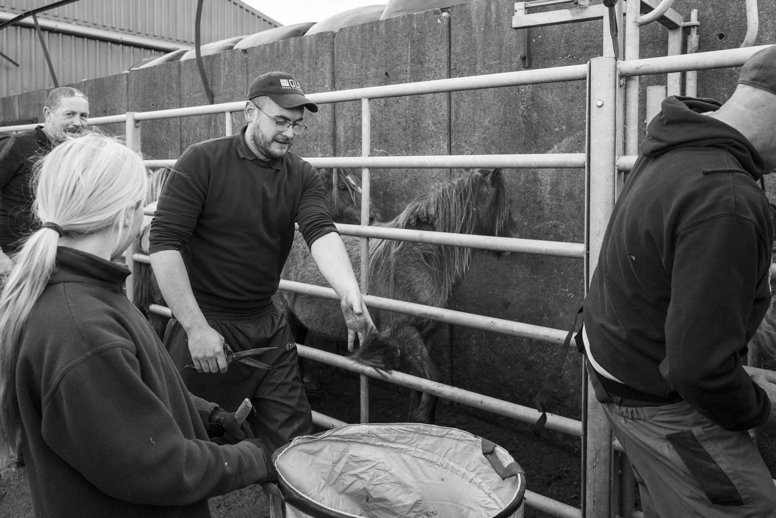 CarneddauPonies-33.jpg