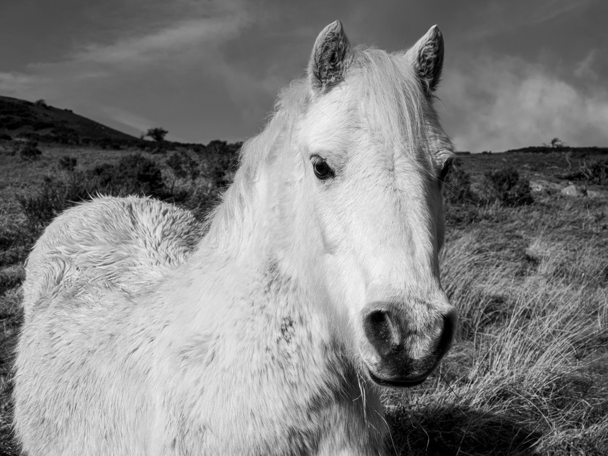 Carneddau_Pony-9.jpg