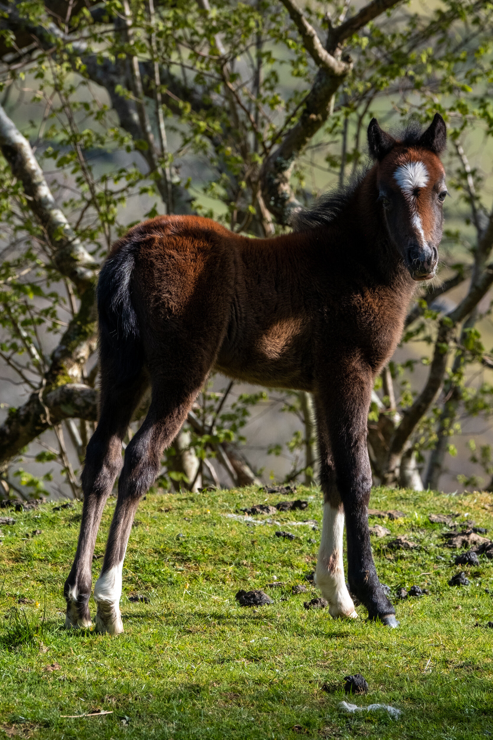 Carneddau_Pony-22.jpg