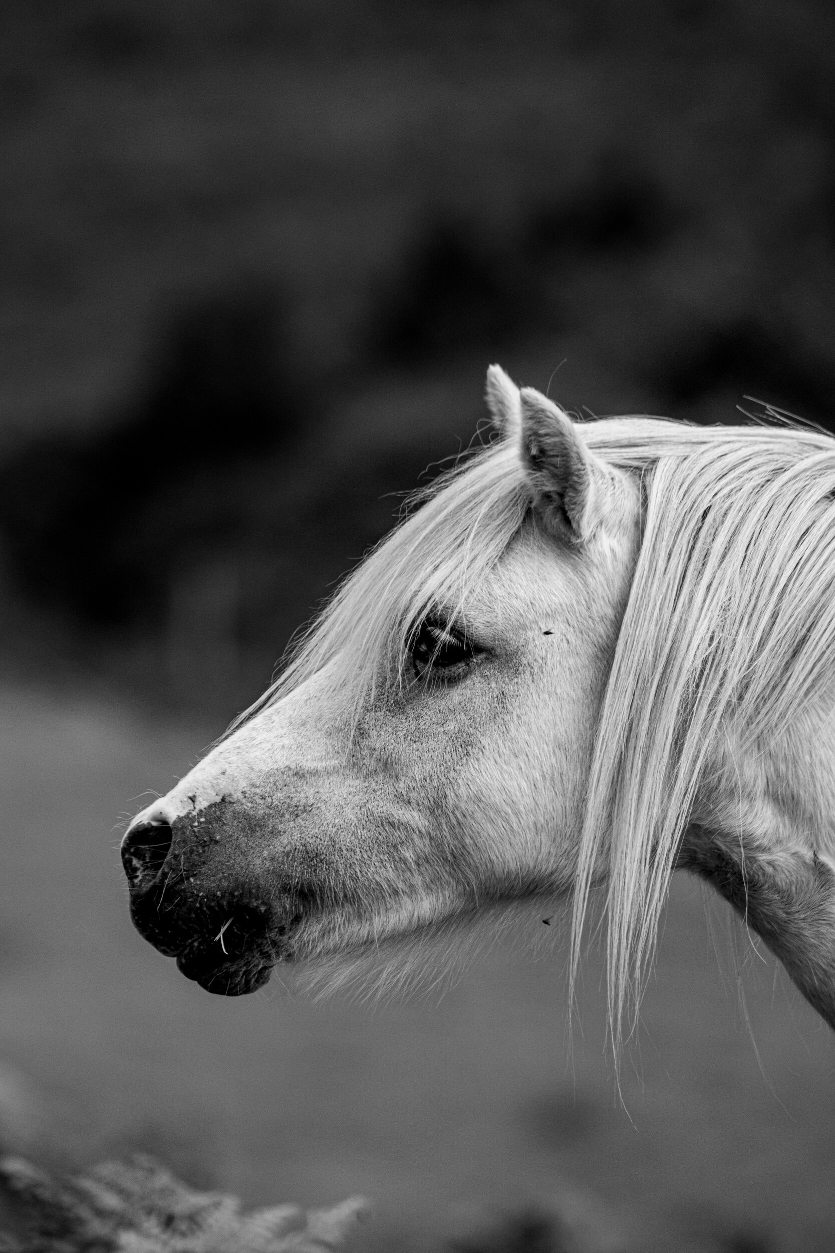 Carneddau_Pony-15.jpg