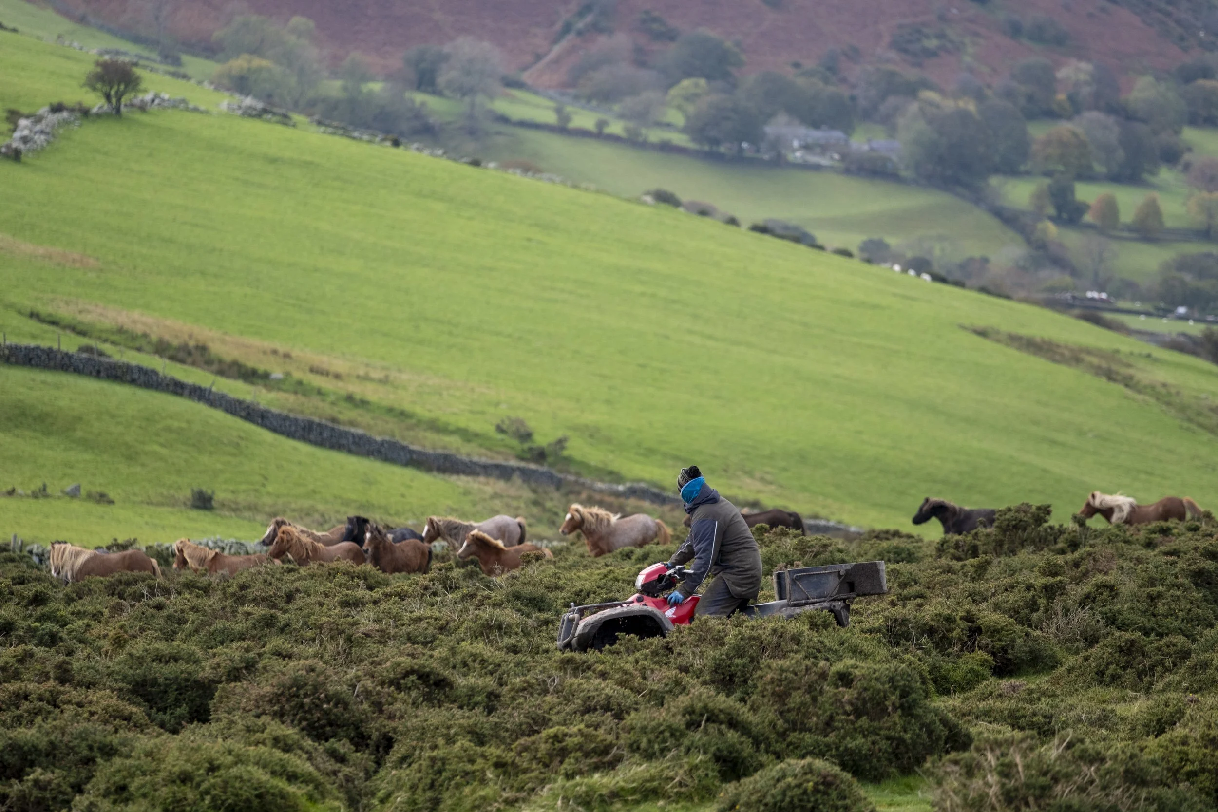 CarneddauPonies-7.jpg