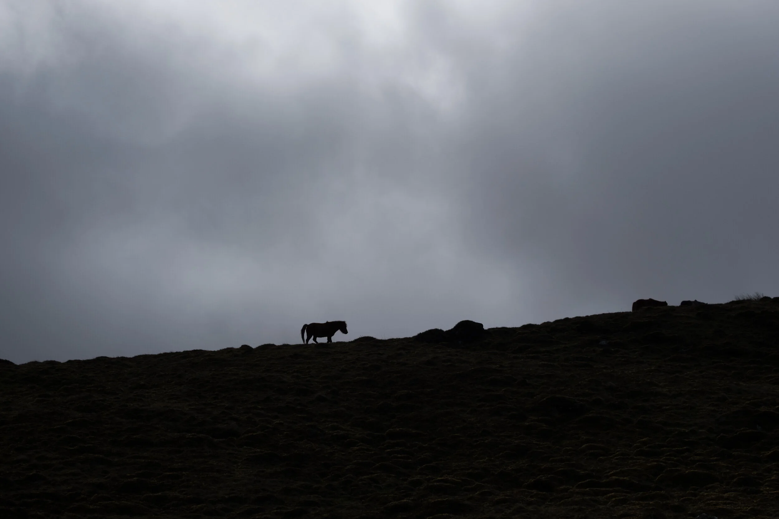 Carneddau_Pony-13.jpg