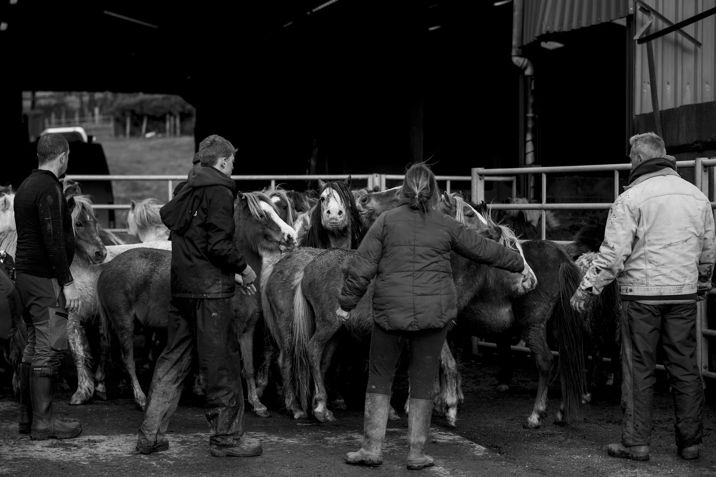 CarneddauPonies-21.jpg