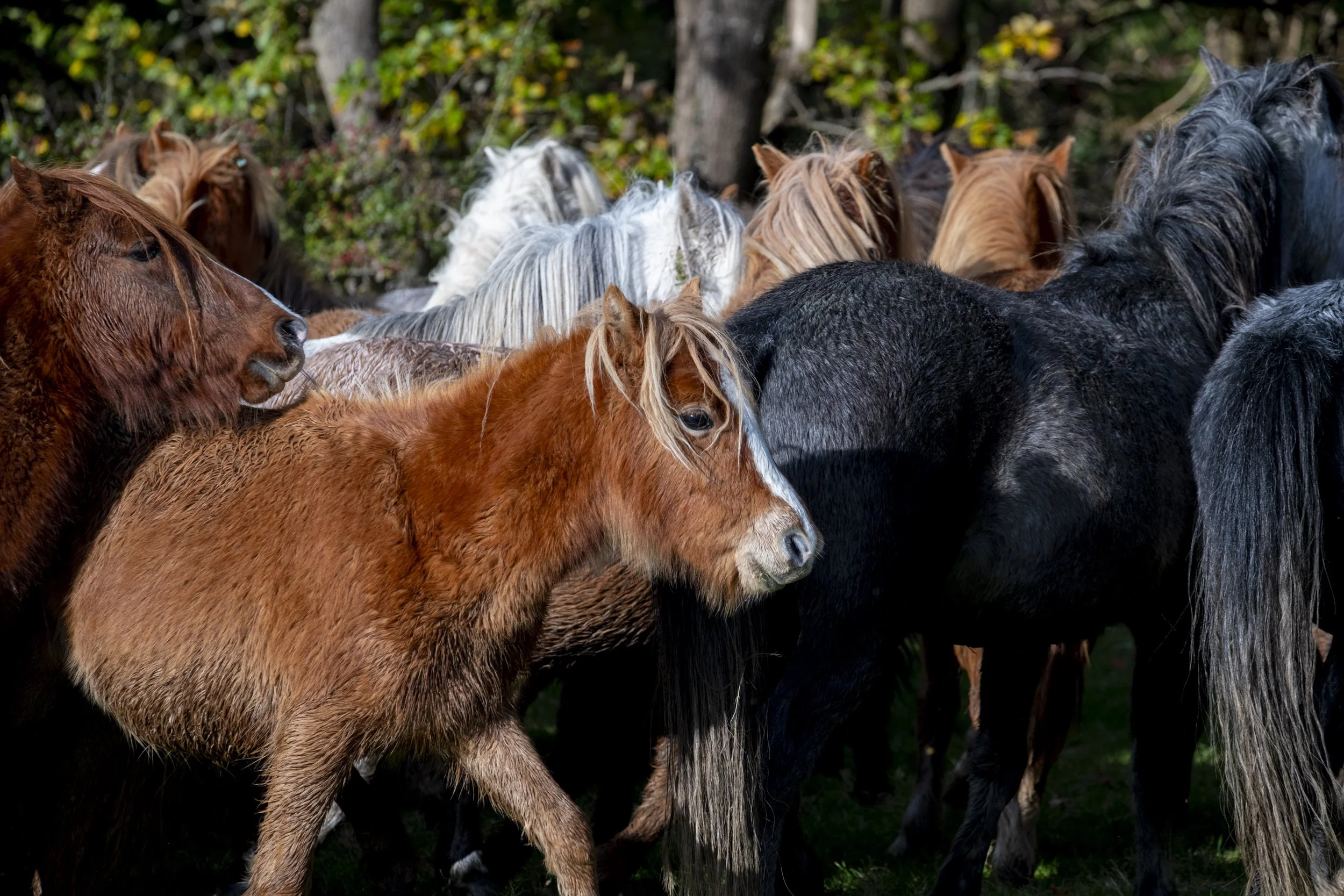 CarneddauPonies-19.jpg
