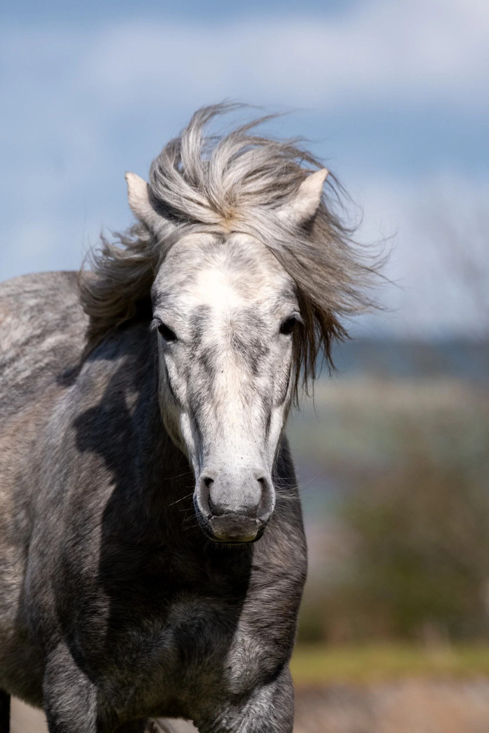 Carneddau_Pony-20.jpg