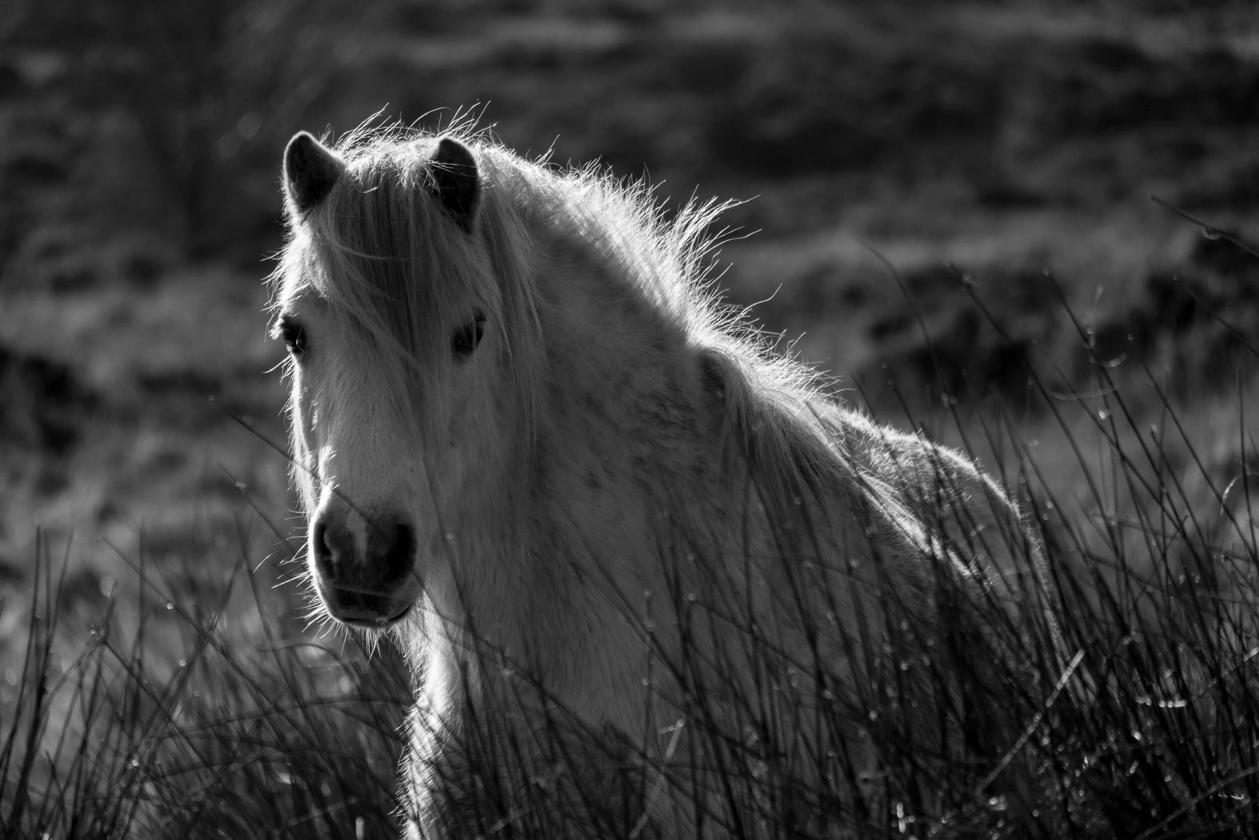 Carneddau_Pony-4.jpg