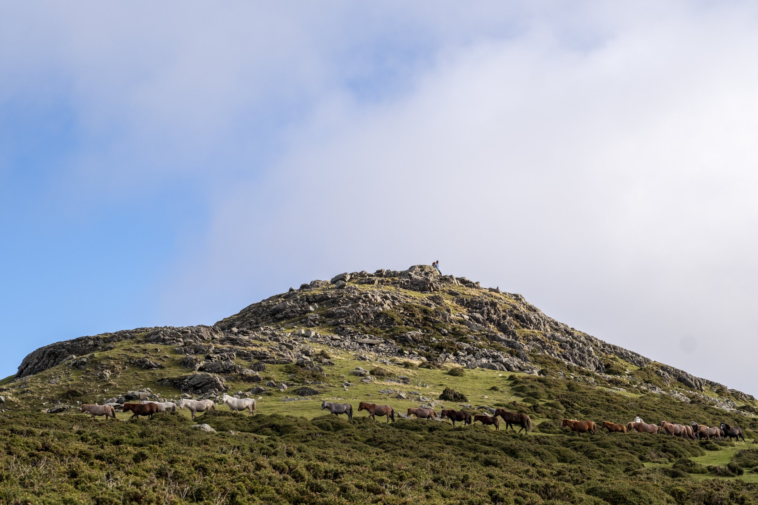 CarneddauPonies-1.jpg
