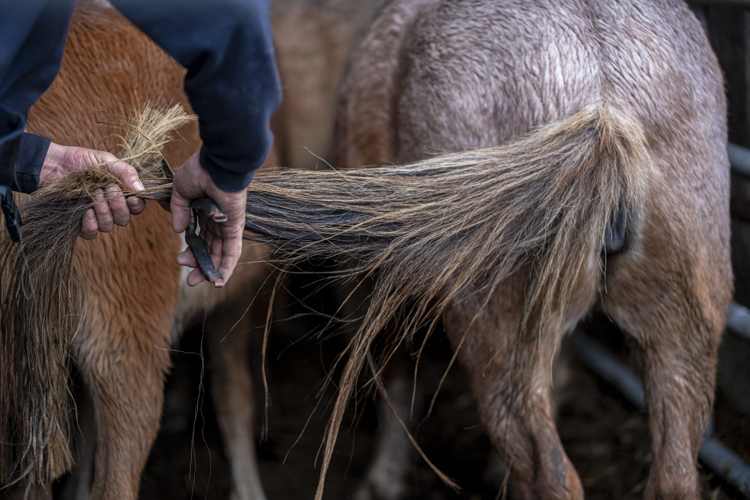CarneddauPonies-31.jpg