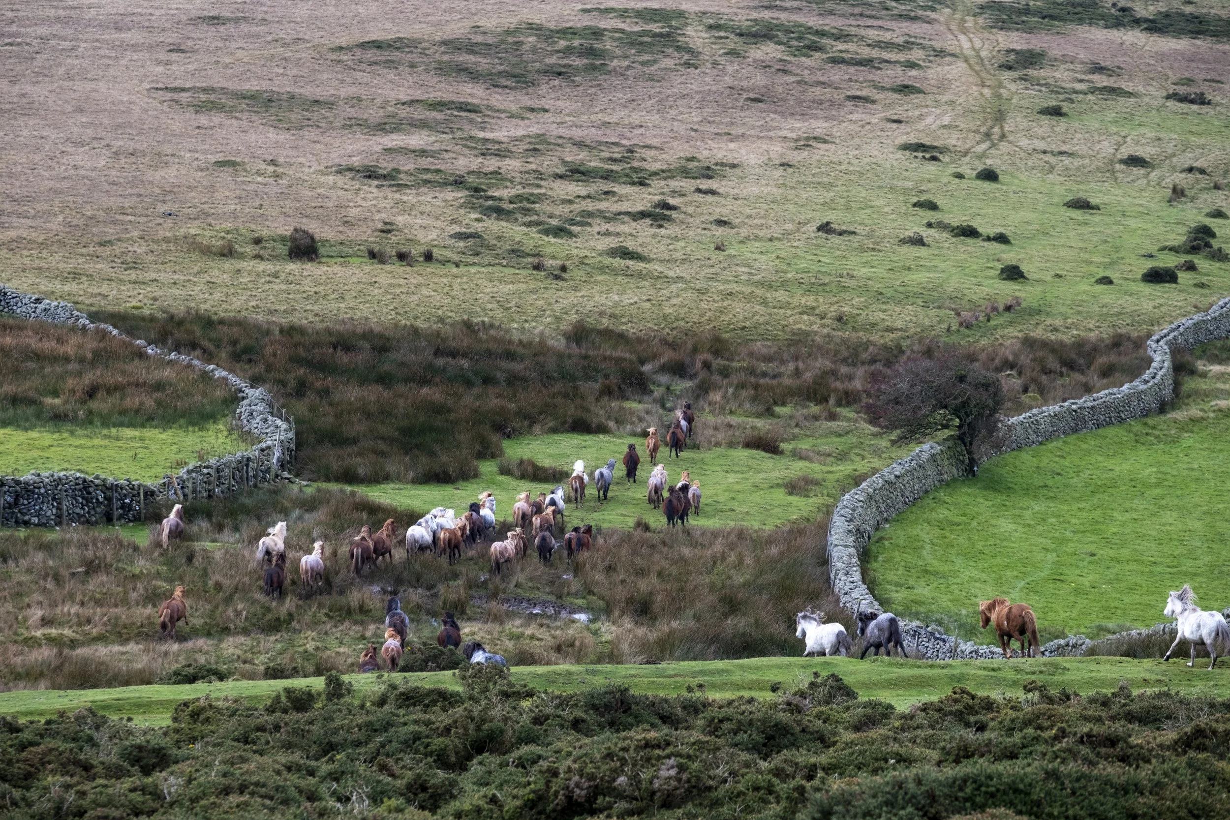 CarneddauPonies-8.jpg