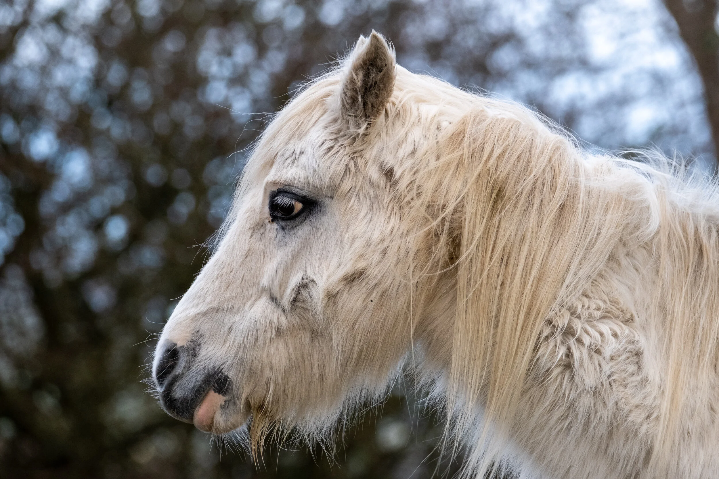 Carneddau_Pony-12.jpg