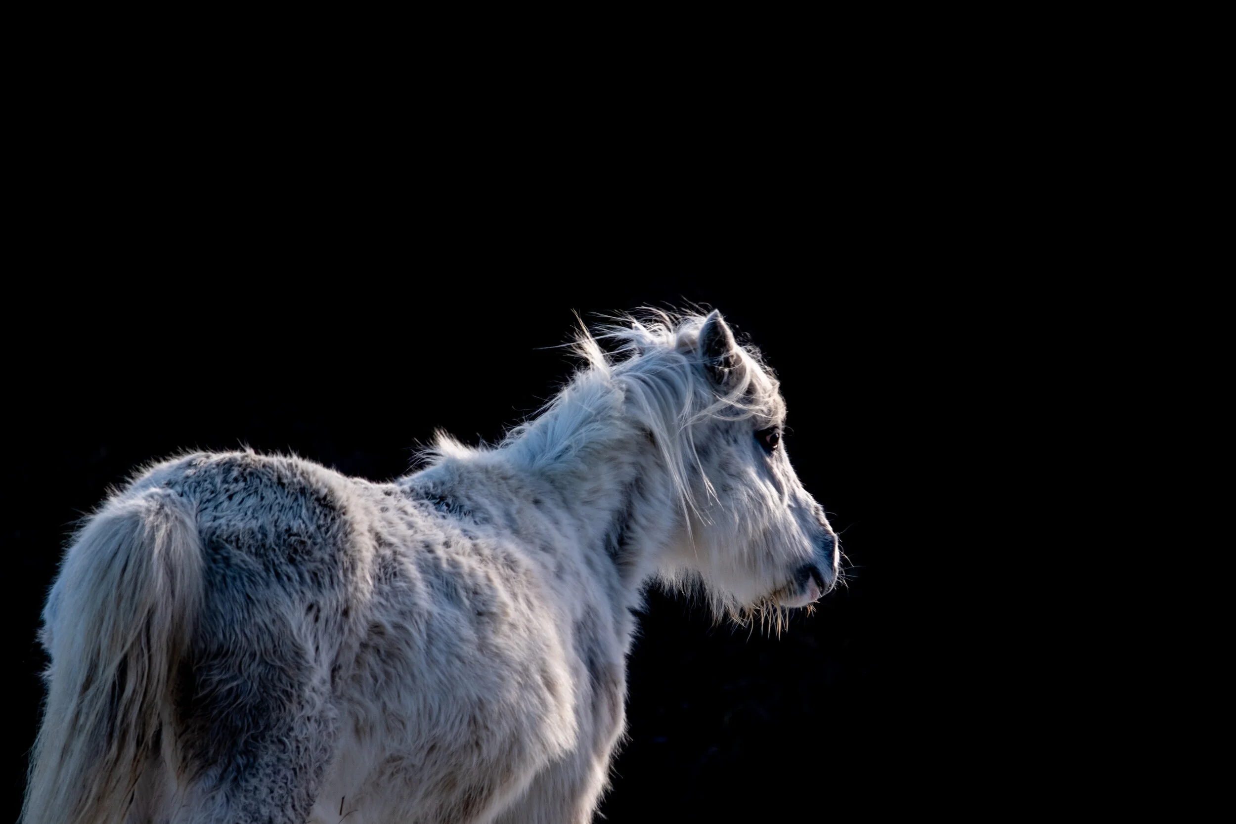 Carneddau_Pony-25.jpg