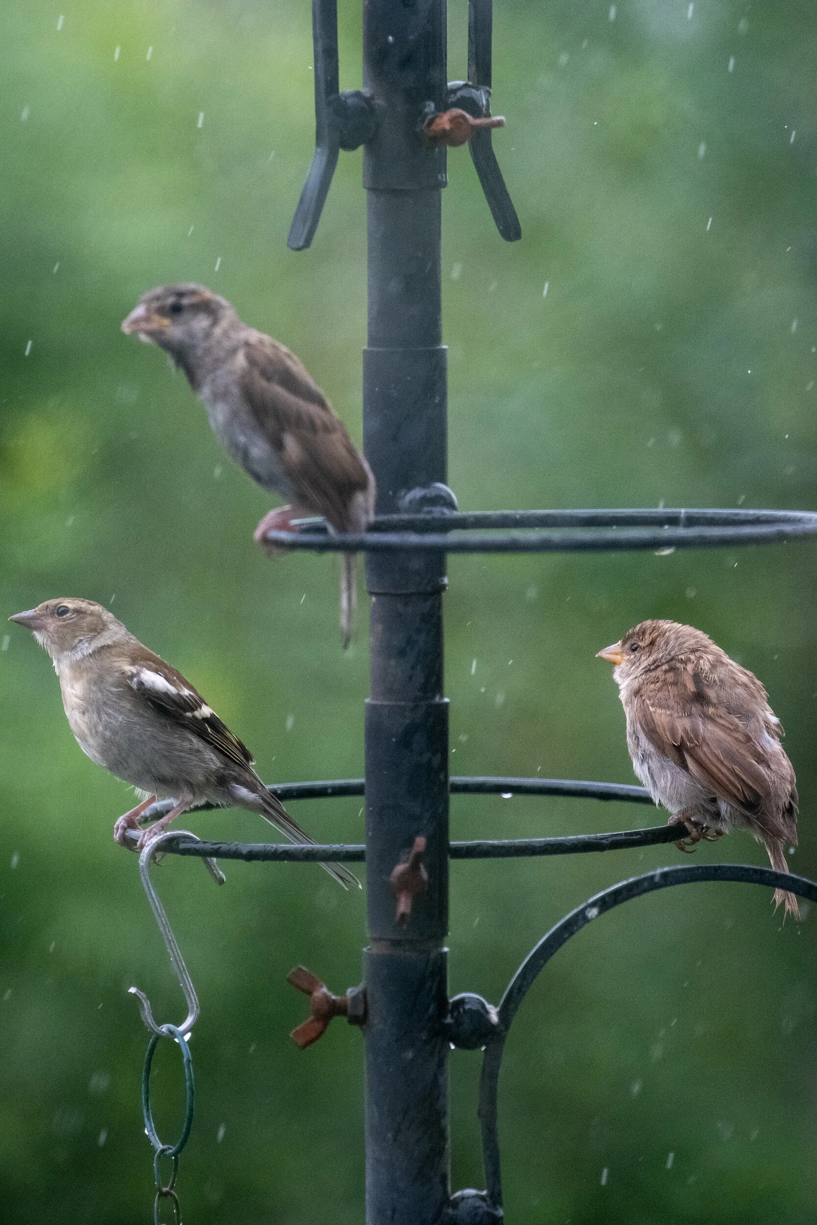 DSCF1389-2.jpg