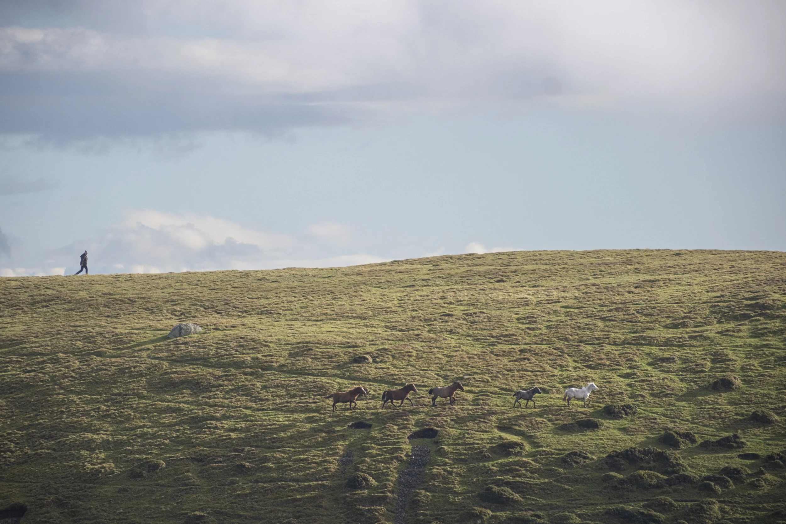The Carneddau Ponies are truly wild but once a year they are gathered up by the local farming communities and given a healthy check before quickly being released back into the wild.  It’s an incredible sight to see and I recently got to witness the g