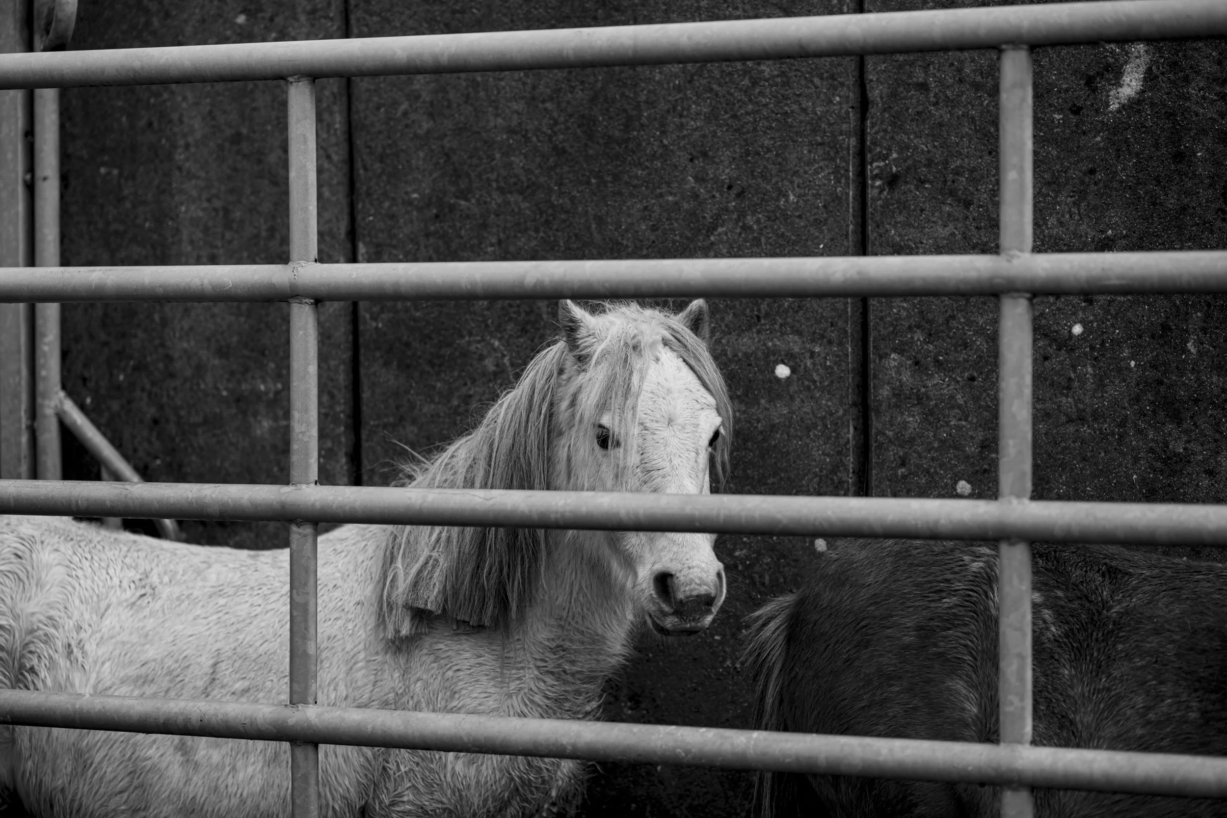 CarneddauPonies-23.jpg