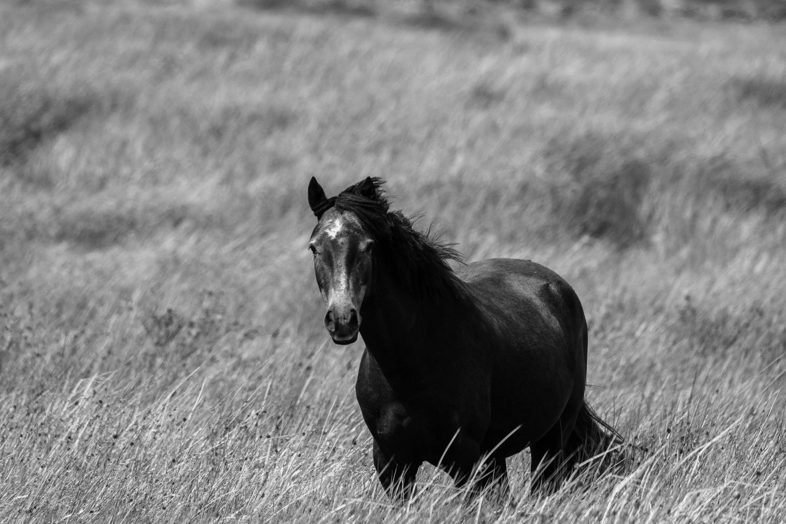 Carneddau_Pony-16.jpg