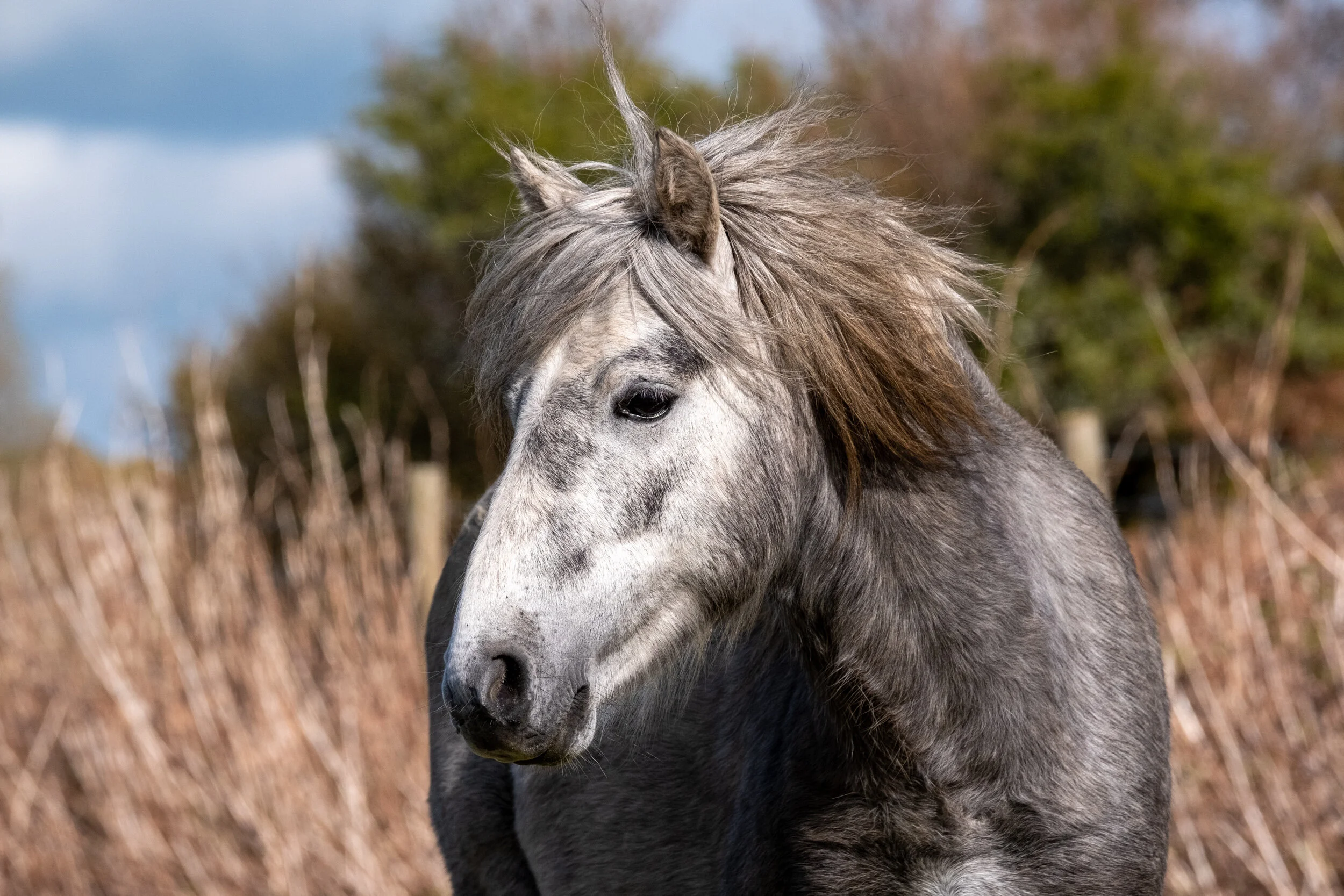 Carneddau_Pony-21.jpg