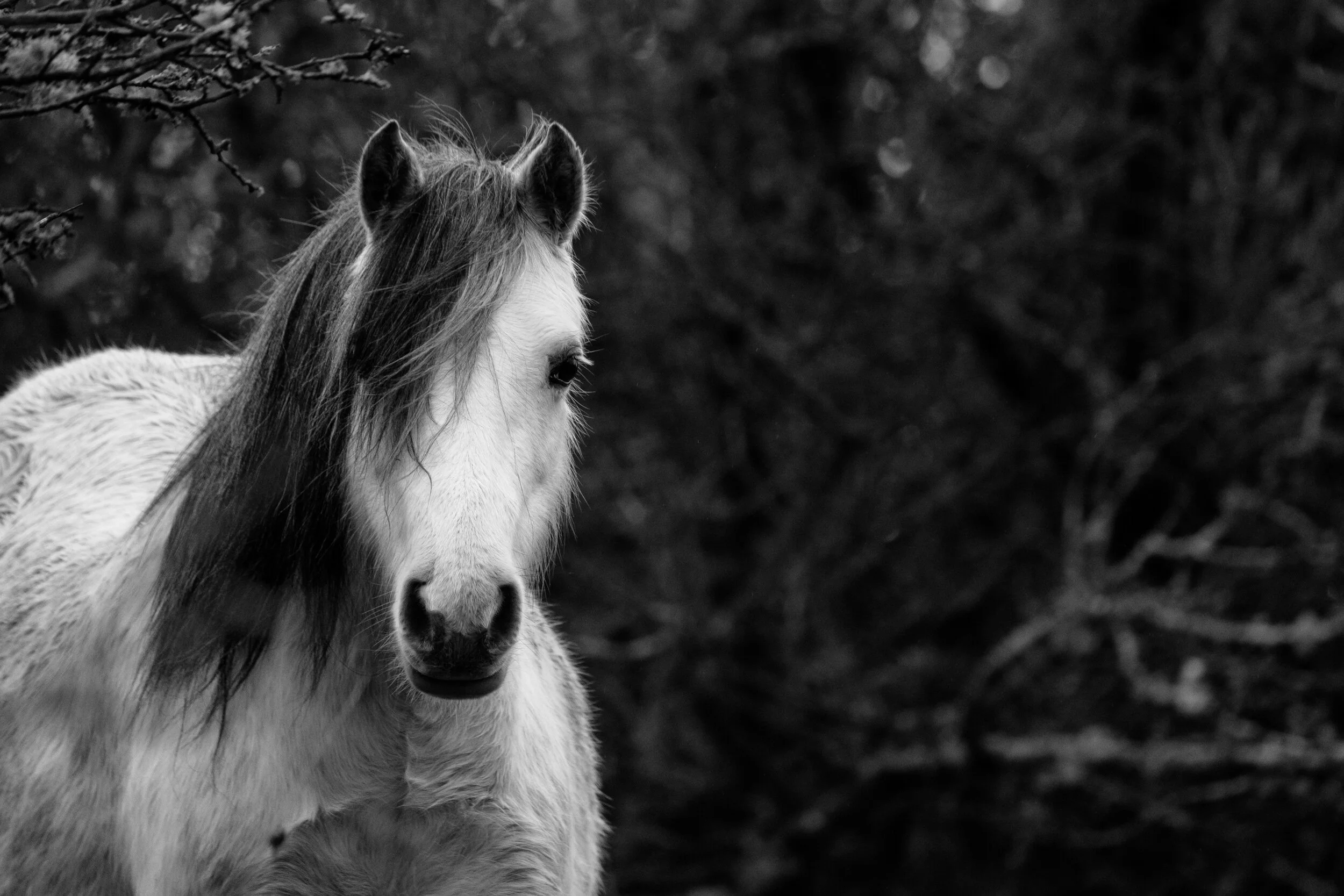 Carneddau_Pony-11.jpg