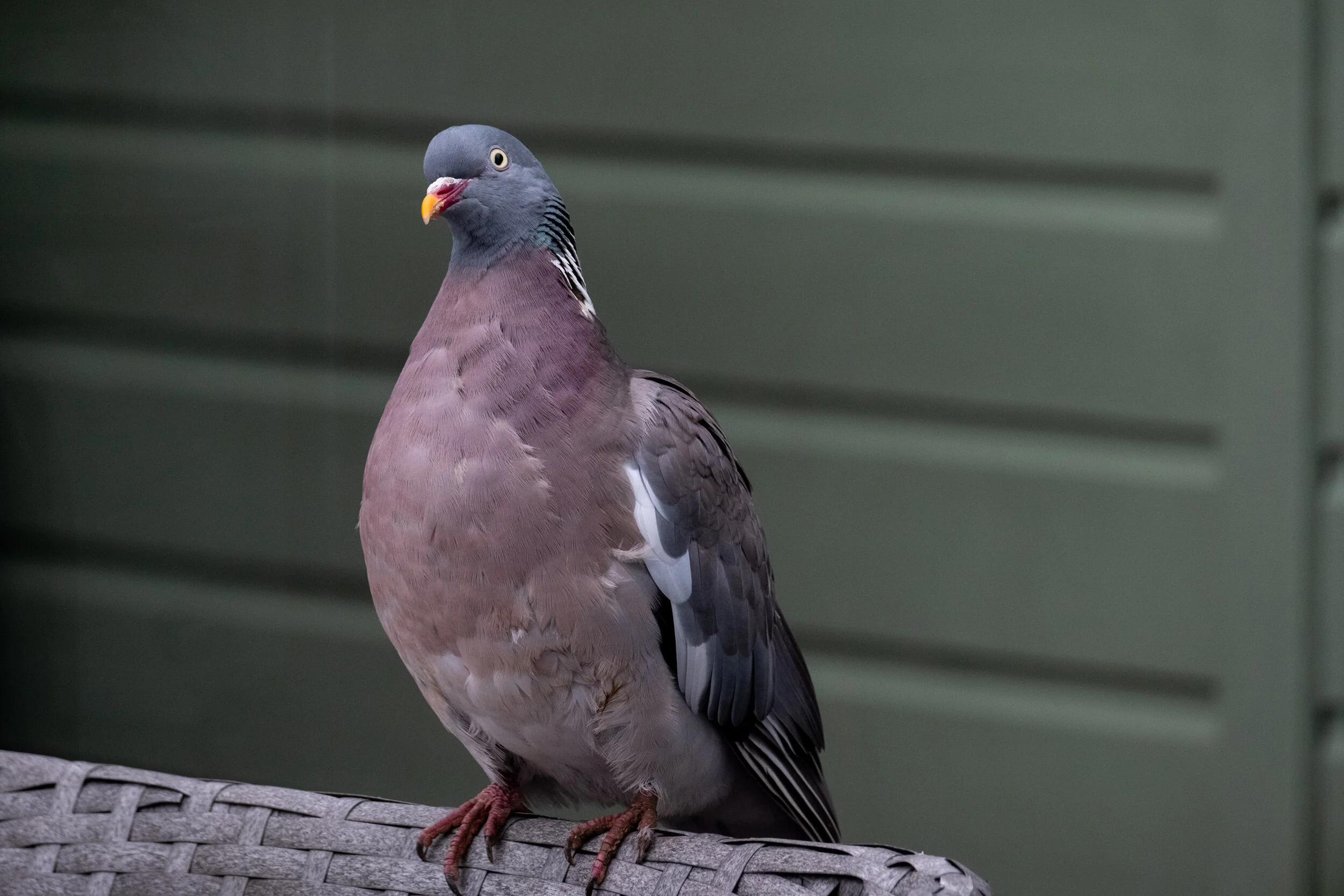 DSCF1561.jpg