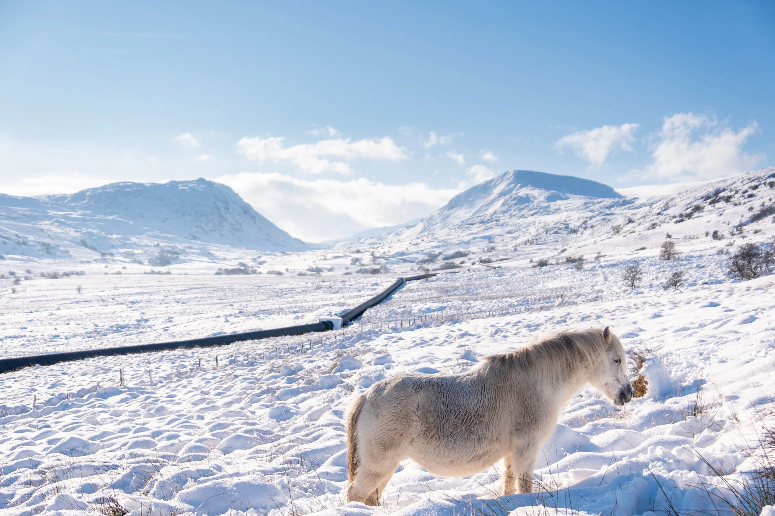 Carneddau_Pony-18.jpg