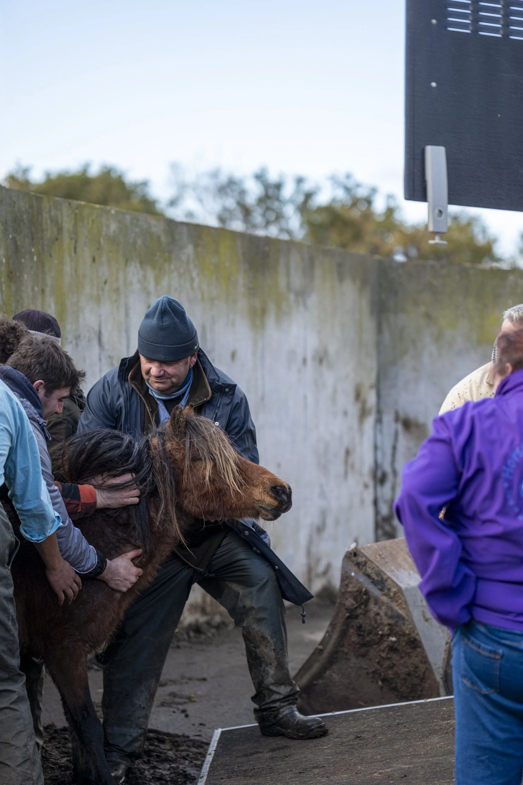 CarneddauPonies-22.jpg