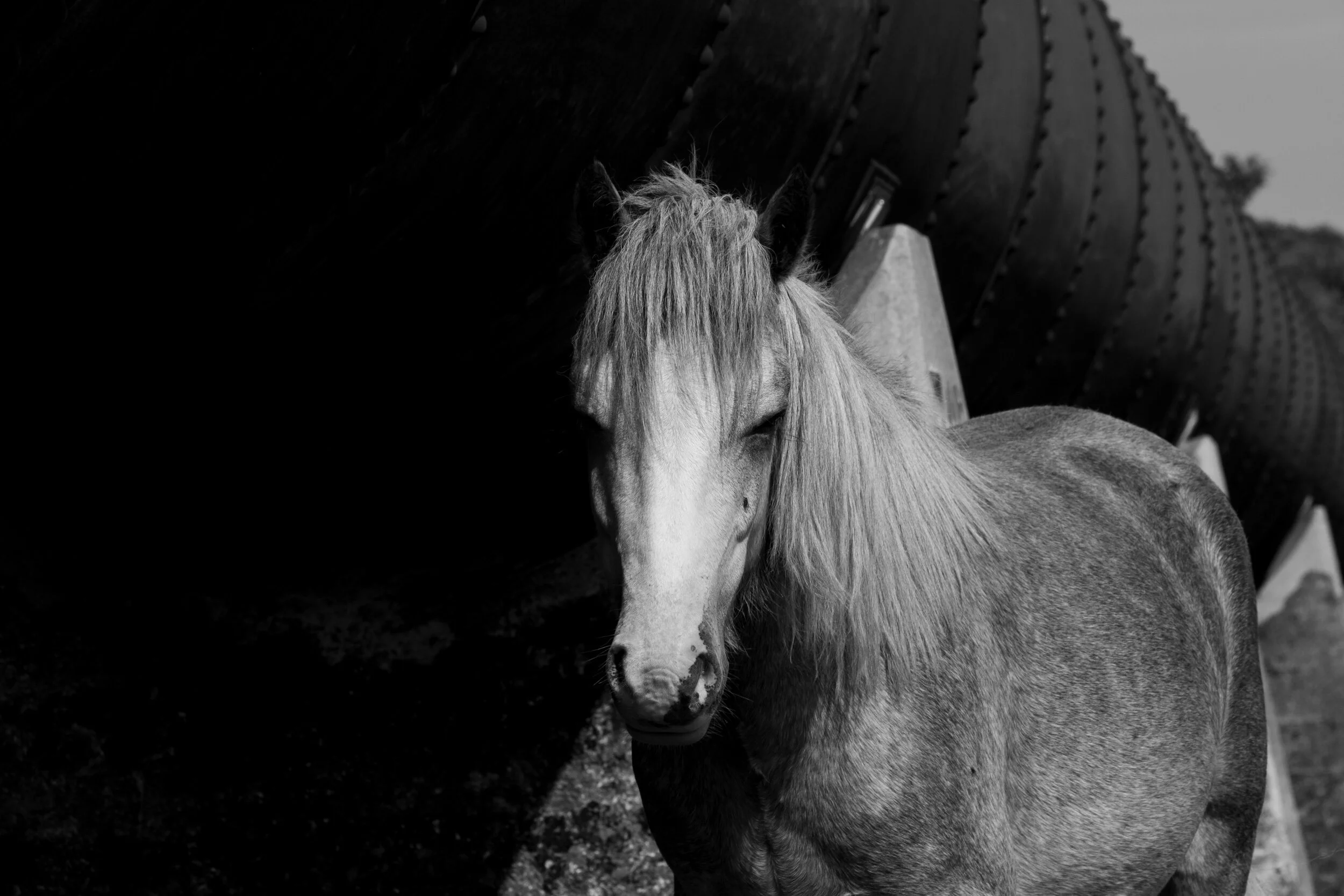 Carneddau_Pony-24.jpg