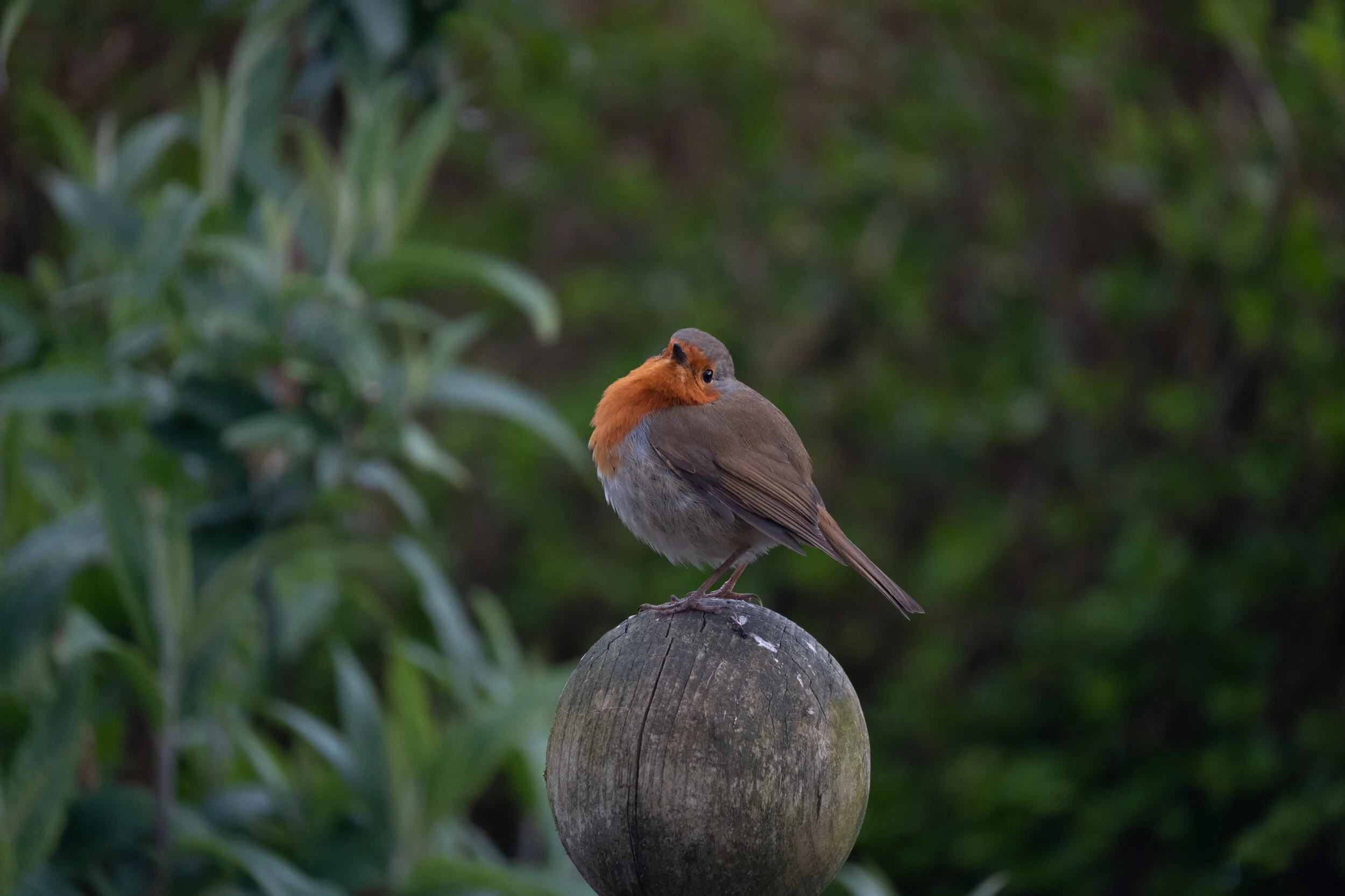 DSCF9961.jpg