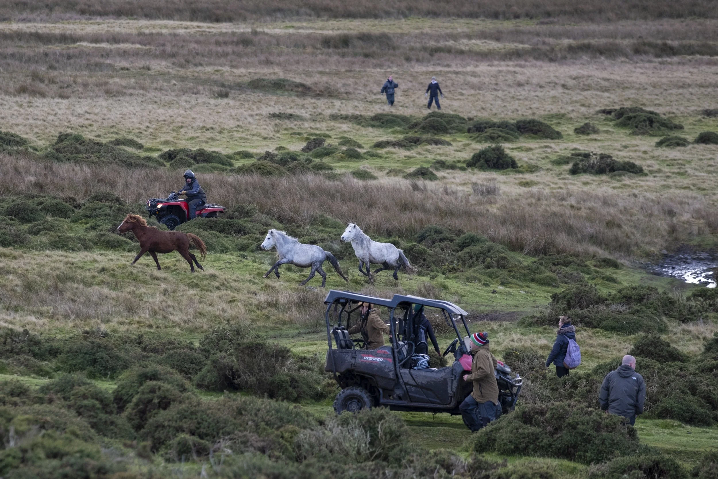CarneddauPonies-11.jpg