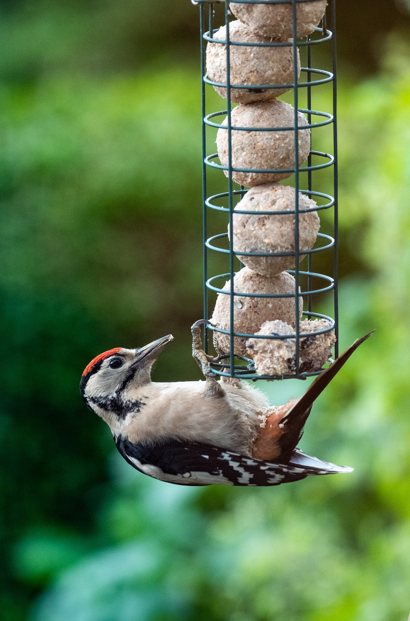 DSCF1220-2.jpg