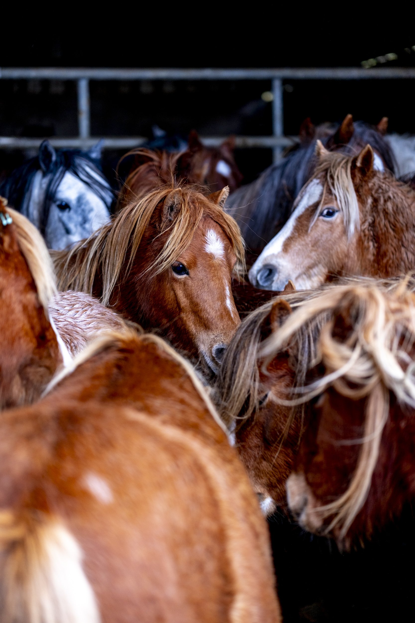 CarneddauPonies-29.jpg